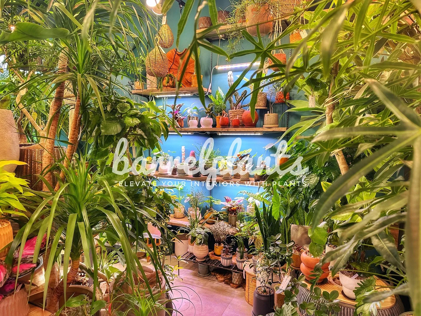 【こだわりの植物とこだわりの鉢のお店、植物専門店barrel...
