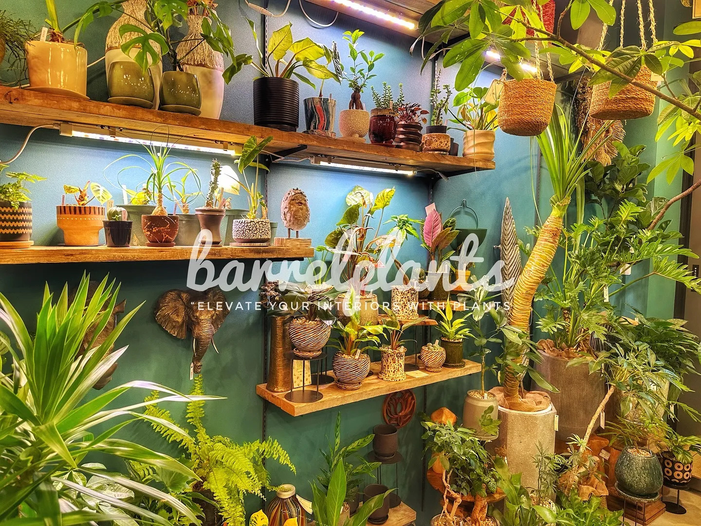 【こだわりの植物とこだわりの鉢のお店、植物専門店barrel...
