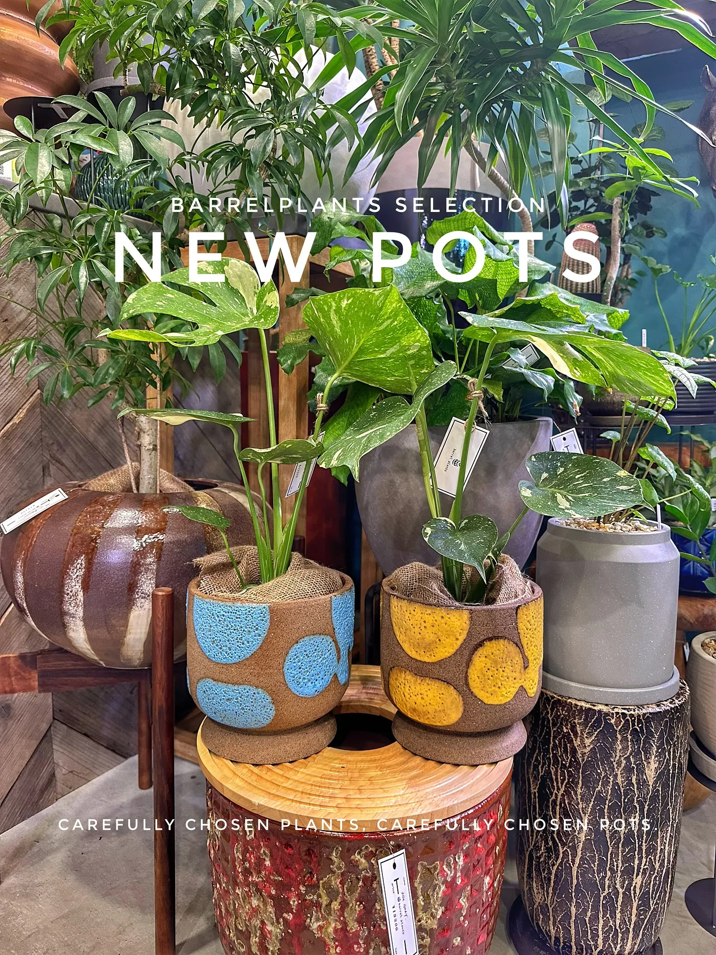 【本日もこだわりの鉢多数入荷！植物専門店barrelplan...
