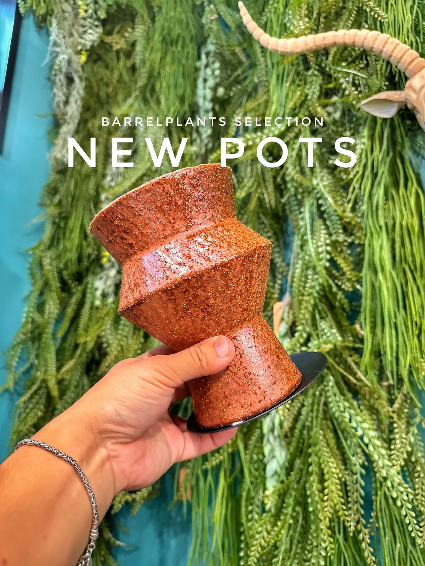 【本日もこだわりの鉢多数入荷！植物専門店barrelplan...