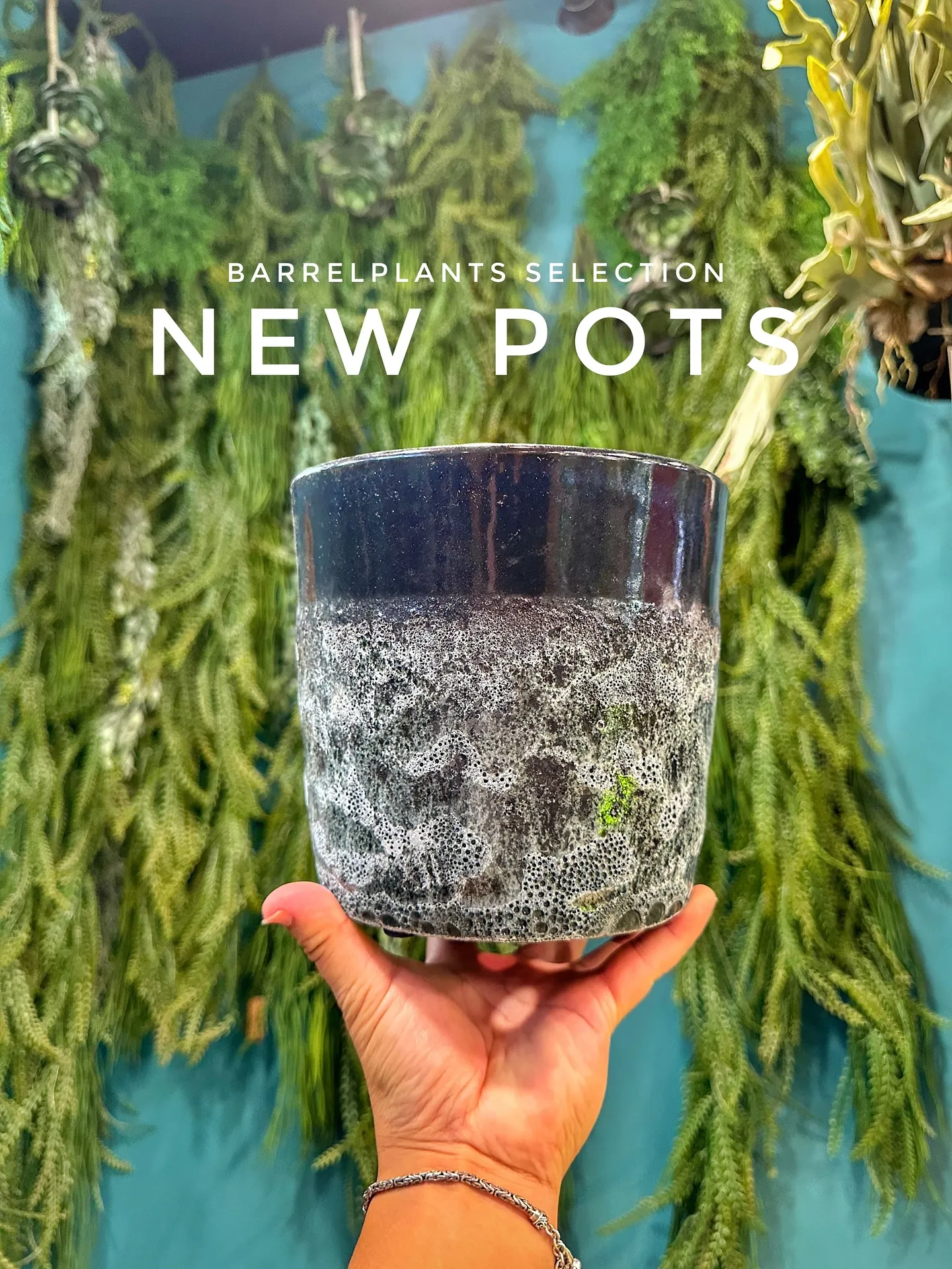【本日もこだわりの鉢多数入荷！植物専門店barrelplan...