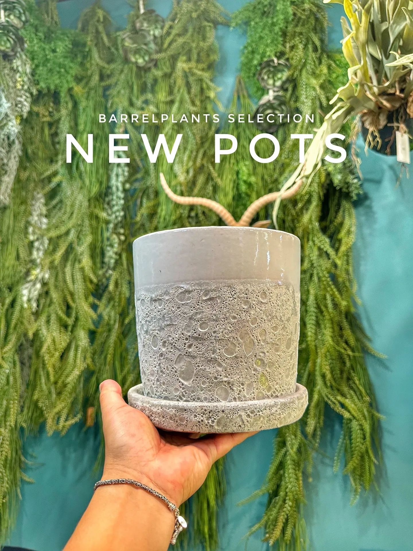 【本日もこだわりの鉢多数入荷！植物専門店barrelplan...