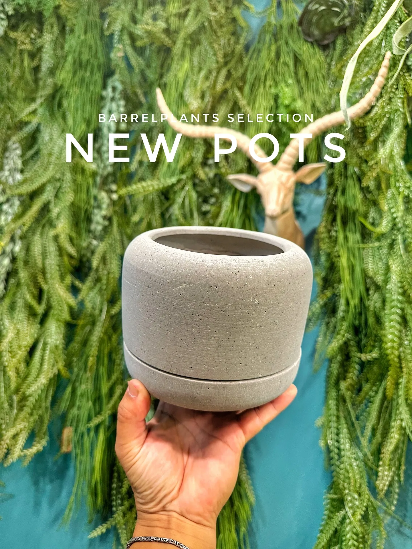 【本日もこだわりの鉢多数入荷！植物専門店barrelplan...