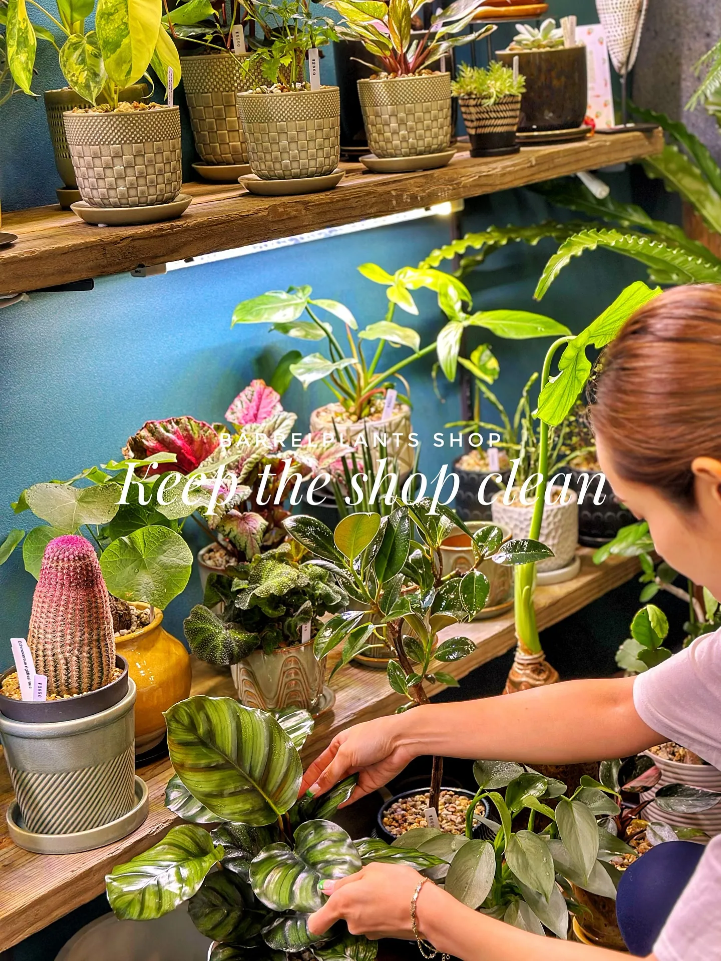 【お店の植物たちを綺麗にしよう！barrelplantsがお...