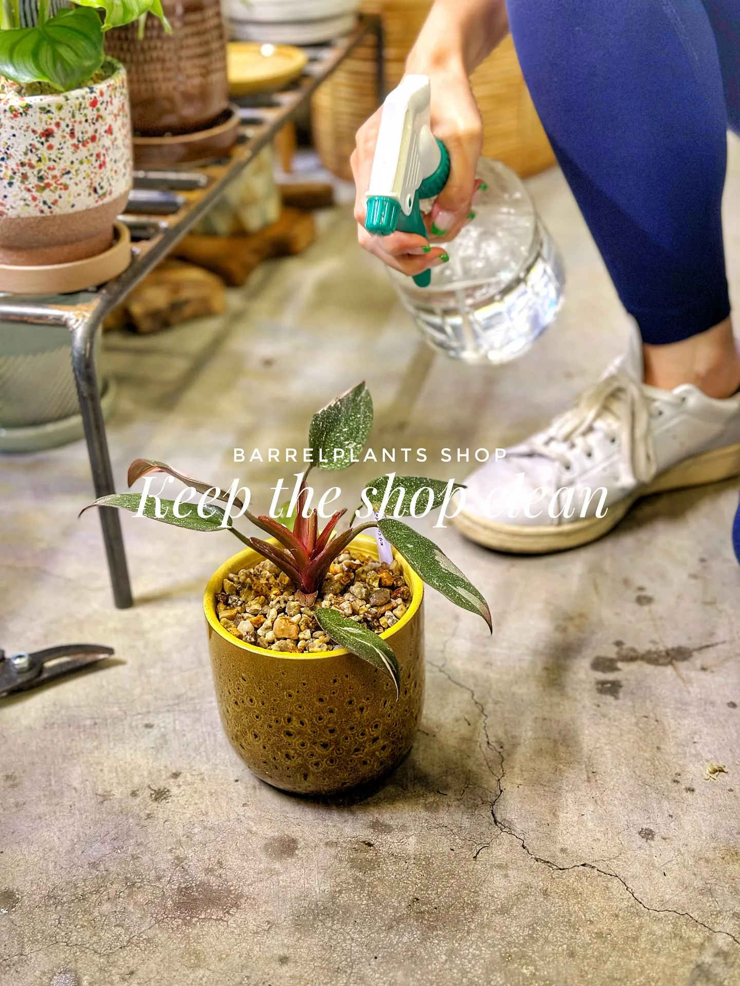 【お店の植物たちを綺麗にしよう！barrelplantsがお...
