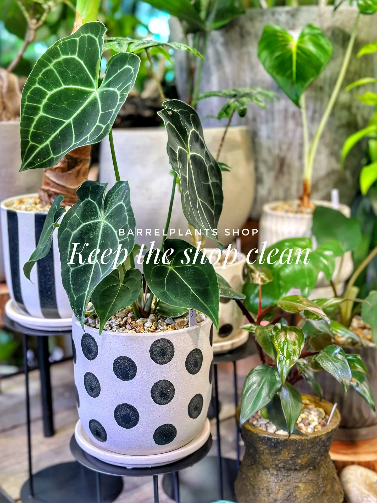 【お店の植物たちを綺麗にしよう！barrelplantsがお...