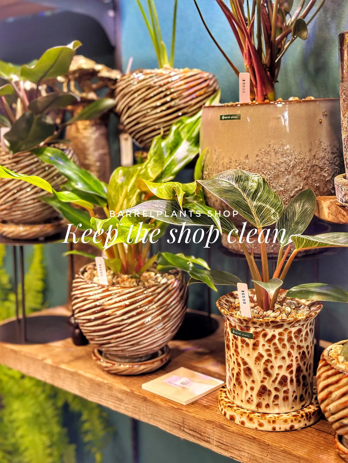 【お店の植物たちを綺麗にしよう！barrelplantsがお...