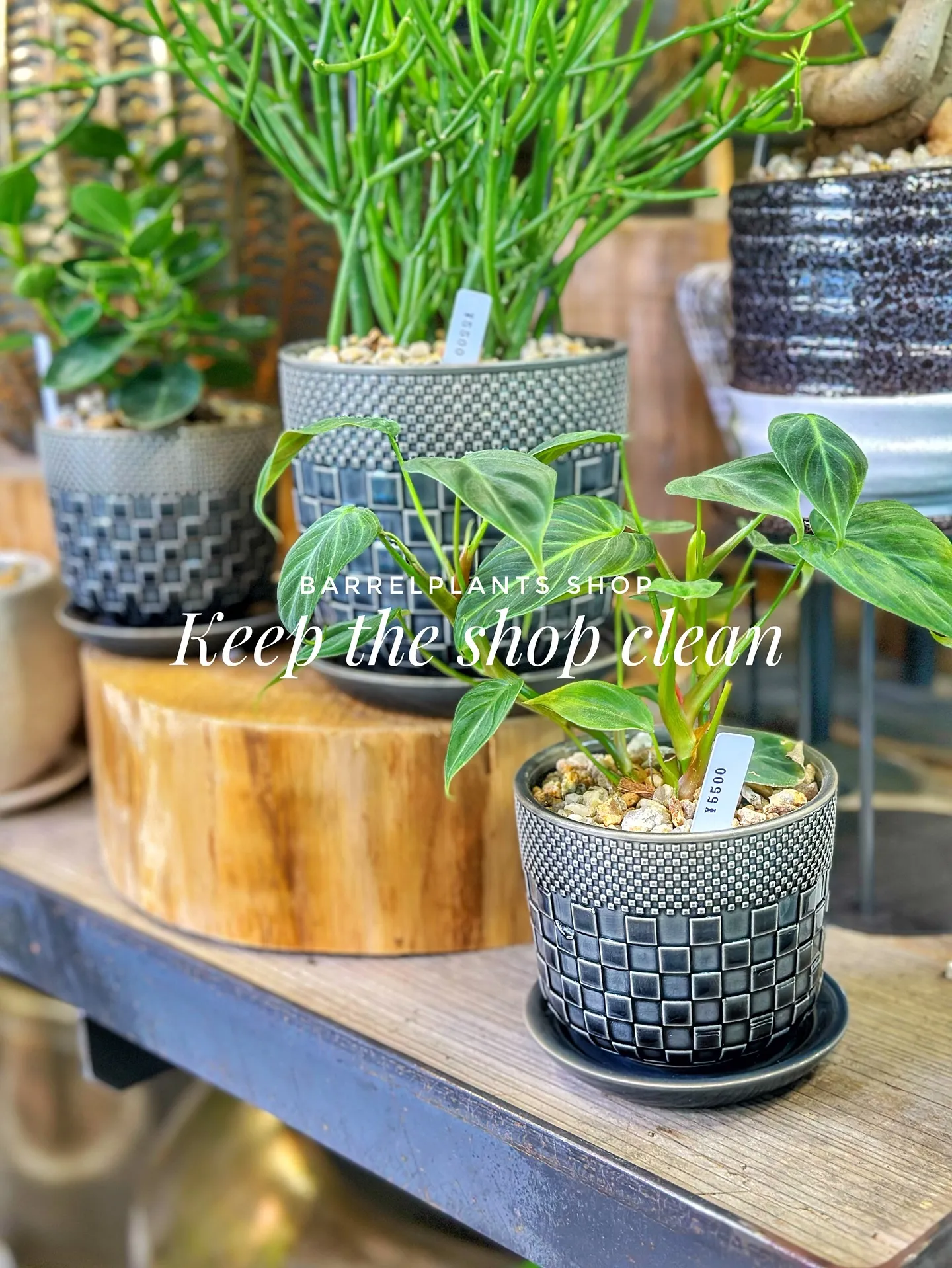 【お店の植物たちを綺麗にしよう！barrelplantsがお...