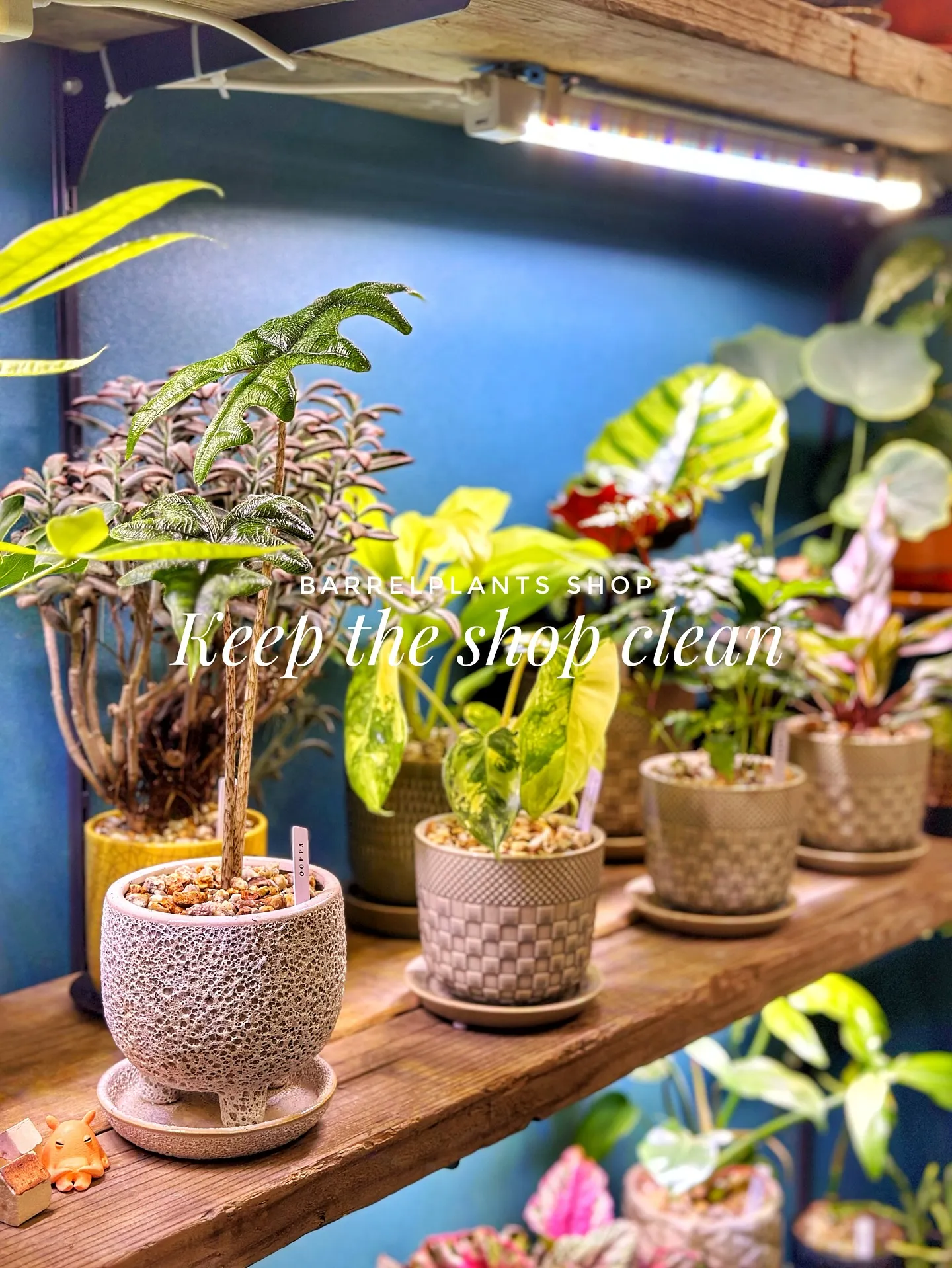 【お店の植物たちを綺麗にしよう！barrelplantsがお...