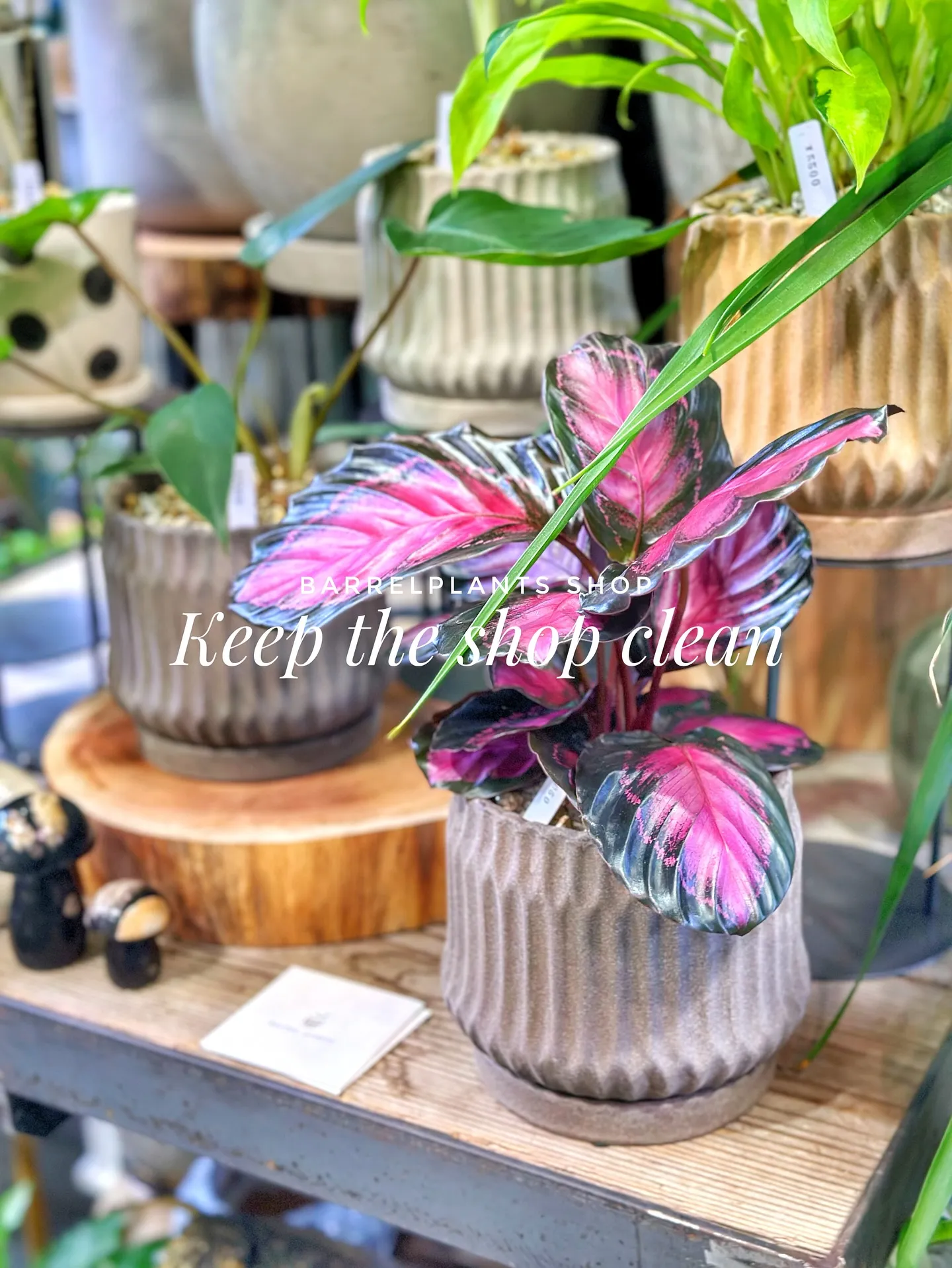 【お店の植物たちを綺麗にしよう！barrelplantsがお...