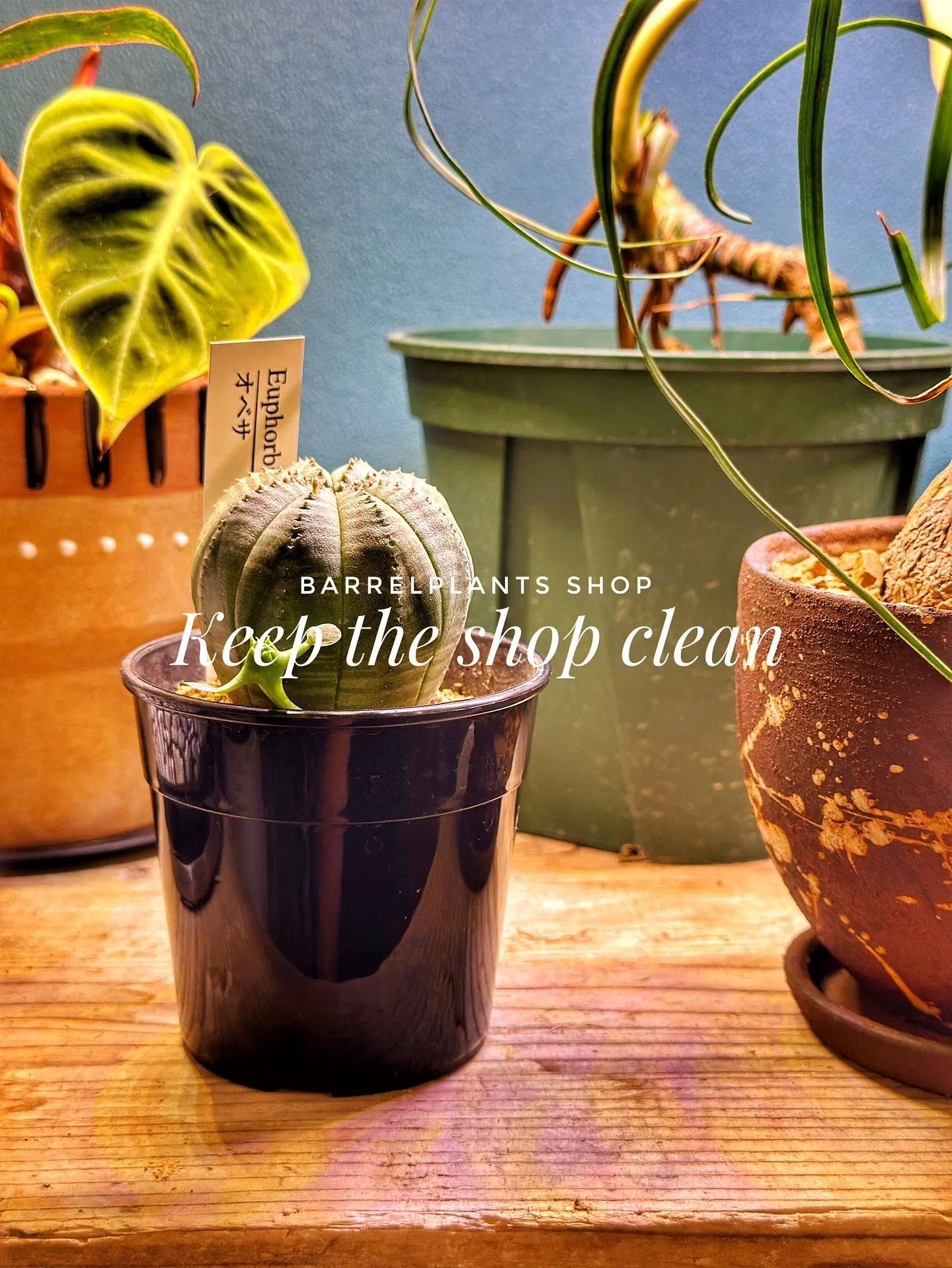 【お店の植物たちを綺麗にしよう！barrelplantsがお...