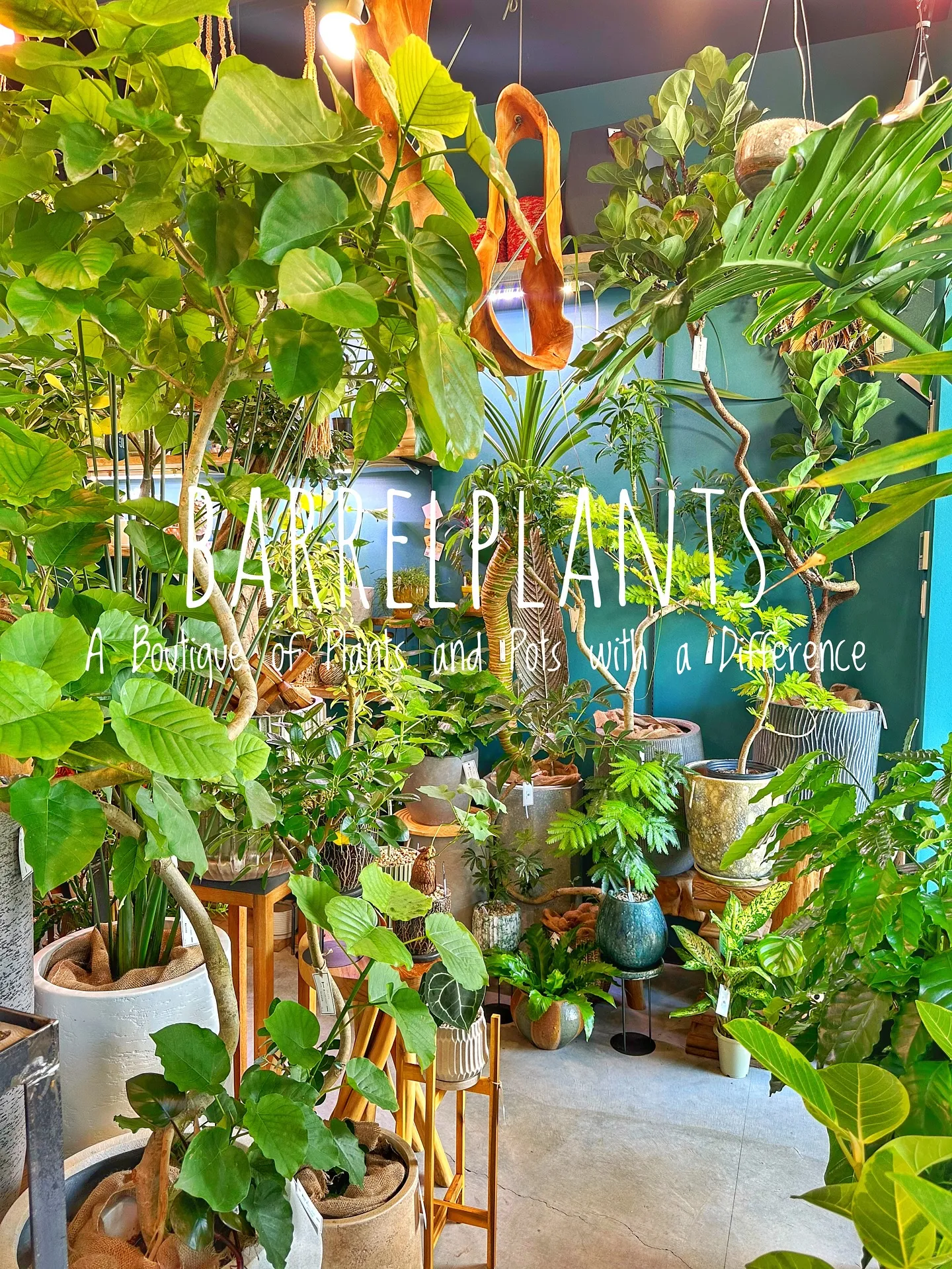【皆様の最高の笑顔をカシャリ📷✨植物専門店のバーレルプランツ...