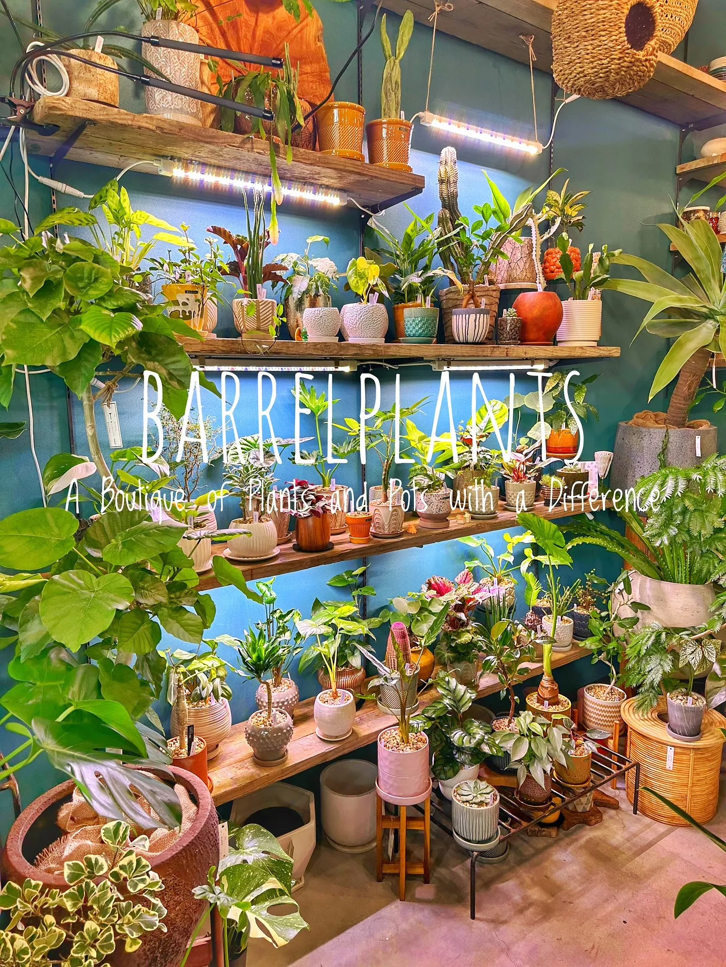 【皆様の最高の笑顔をカシャリ📷✨植物専門店のバーレルプランツ...