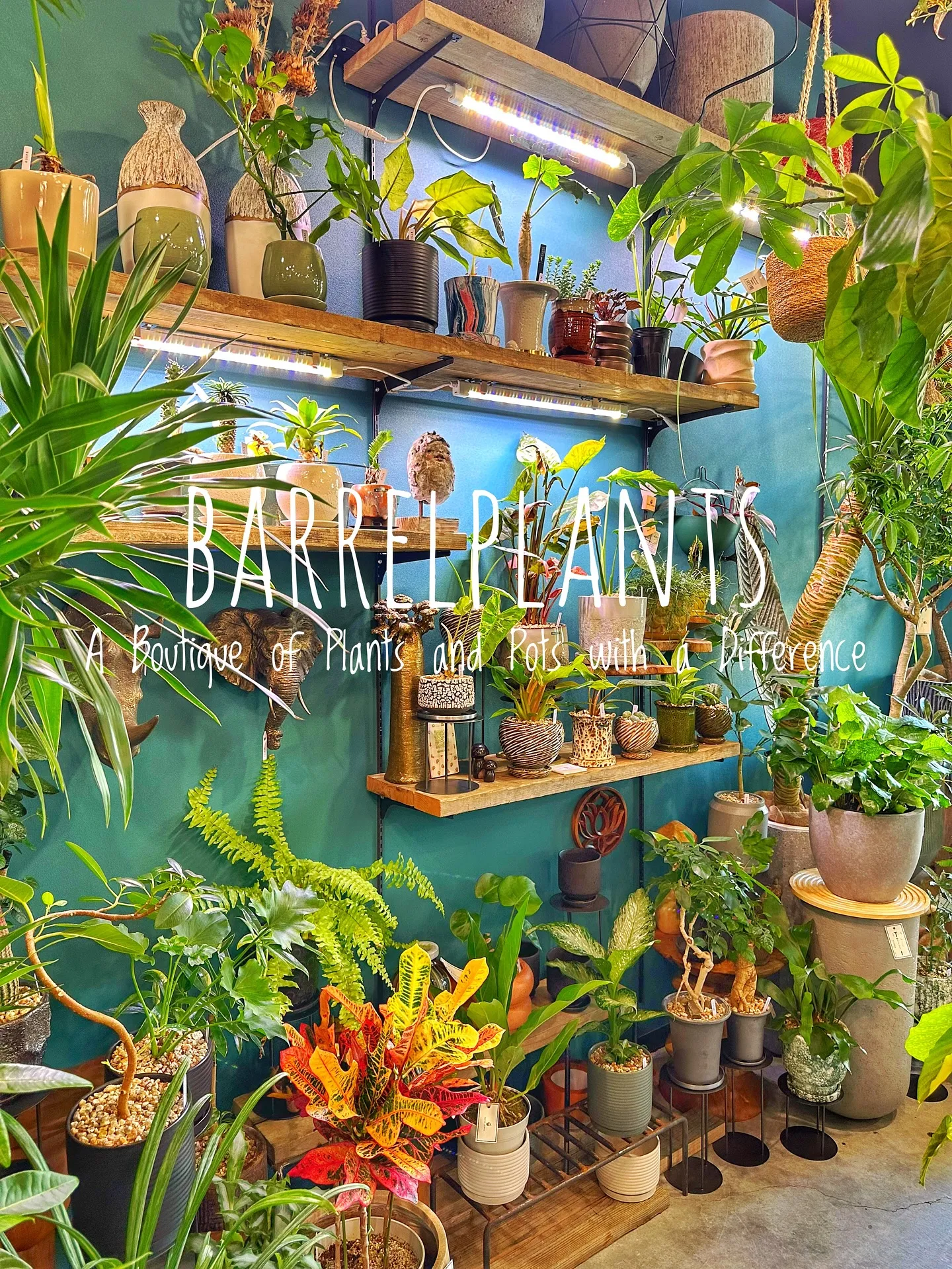 【皆様の最高の笑顔をカシャリ📷✨植物専門店のバーレルプランツ...