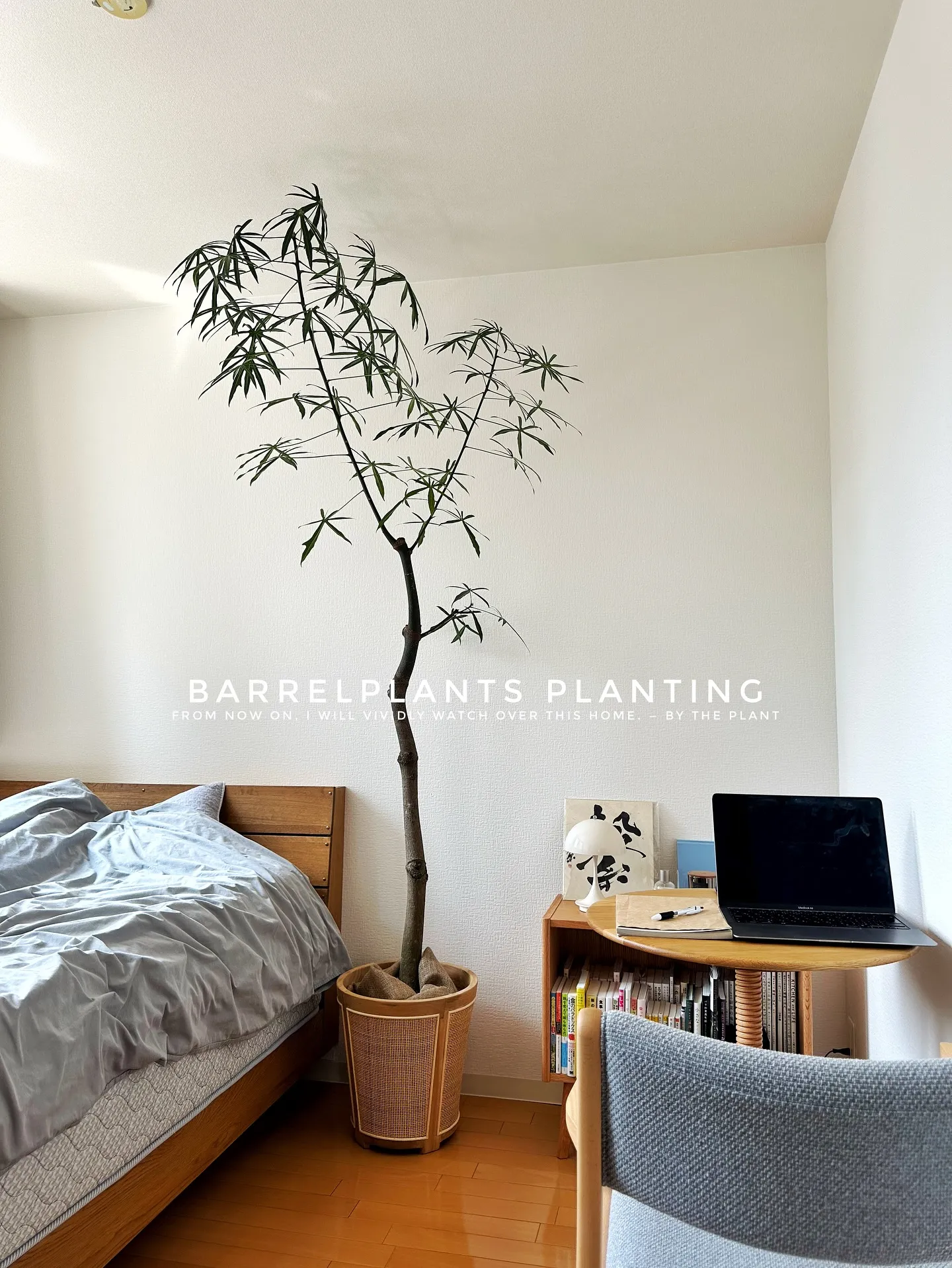 【こだわりの植物を、こだわりのインテリア空間に加えませんか？...