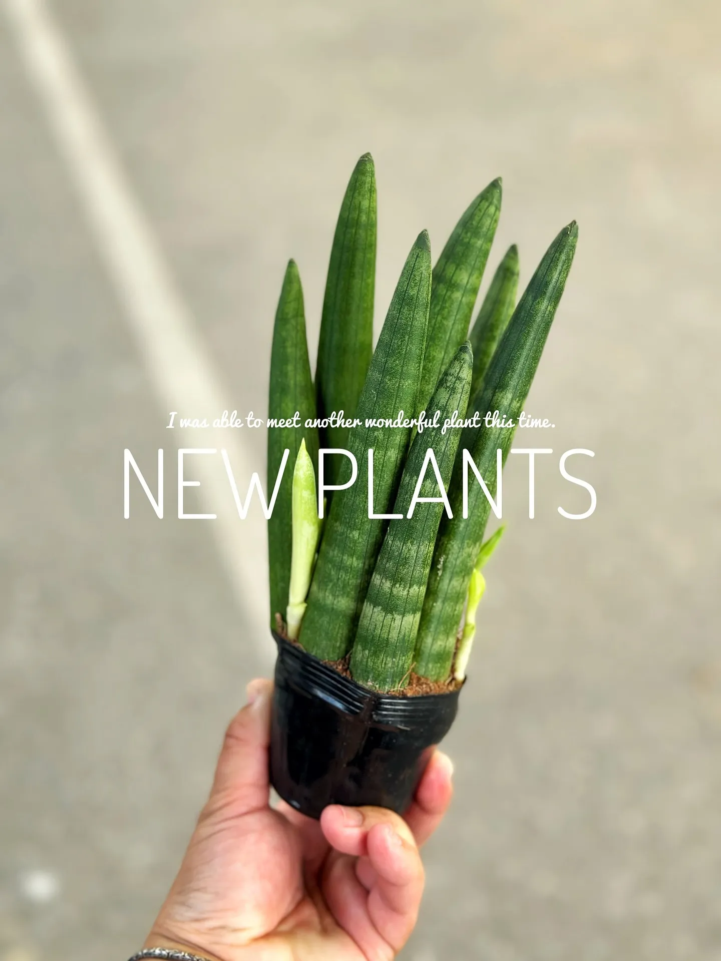 【こだわりの植物を、こだわりのインテリア空間に加えませんか？...