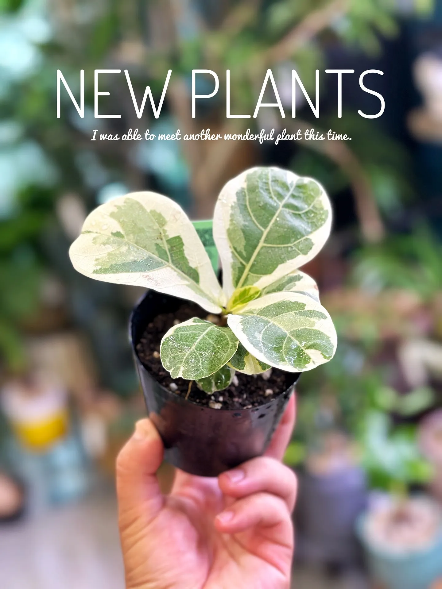 【こだわりの植物達の買い付け完了！植物専門店barrelpl...