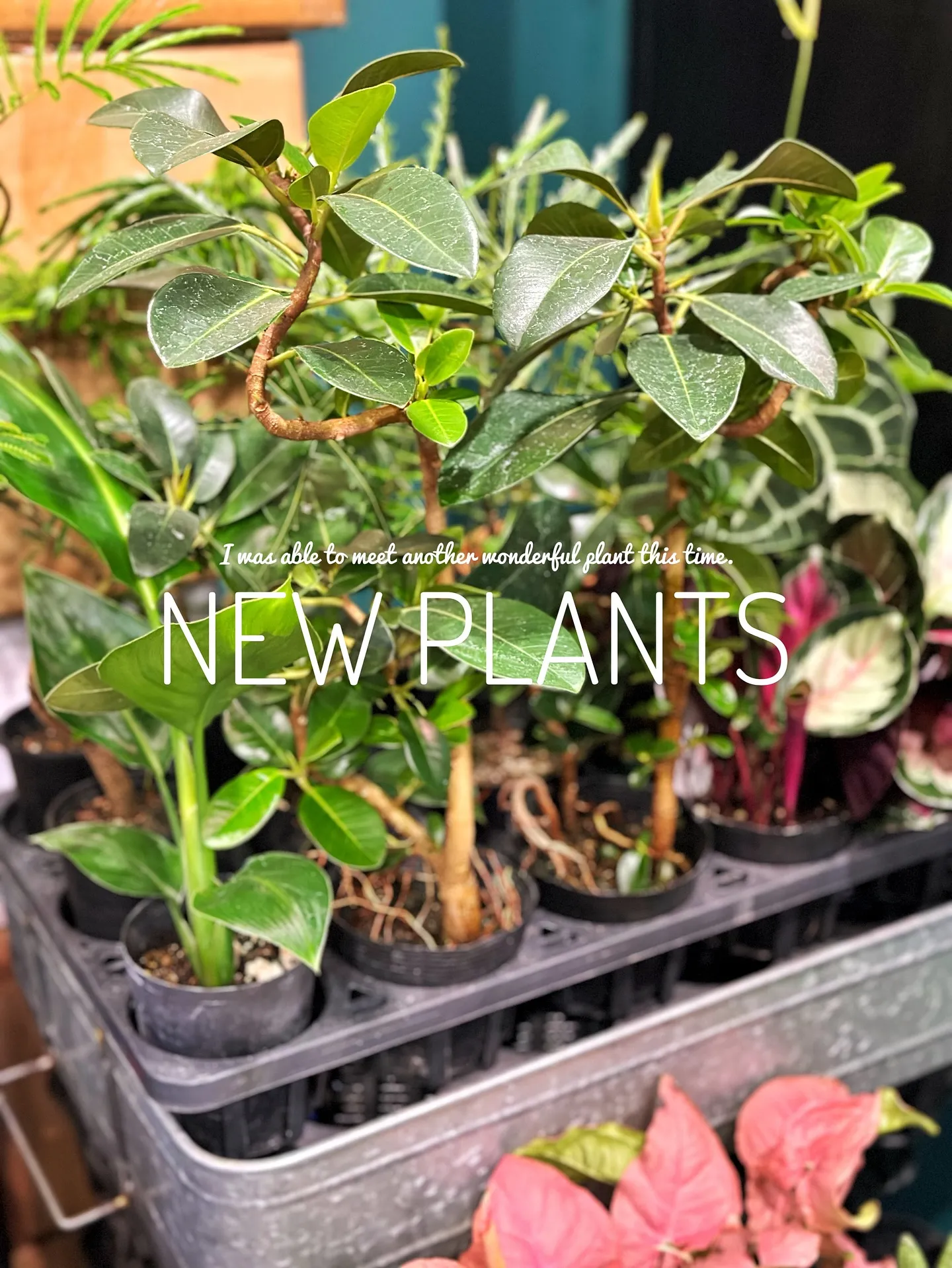 【こだわりの植物達の買い付け完了！植物専門店barrelpl...
