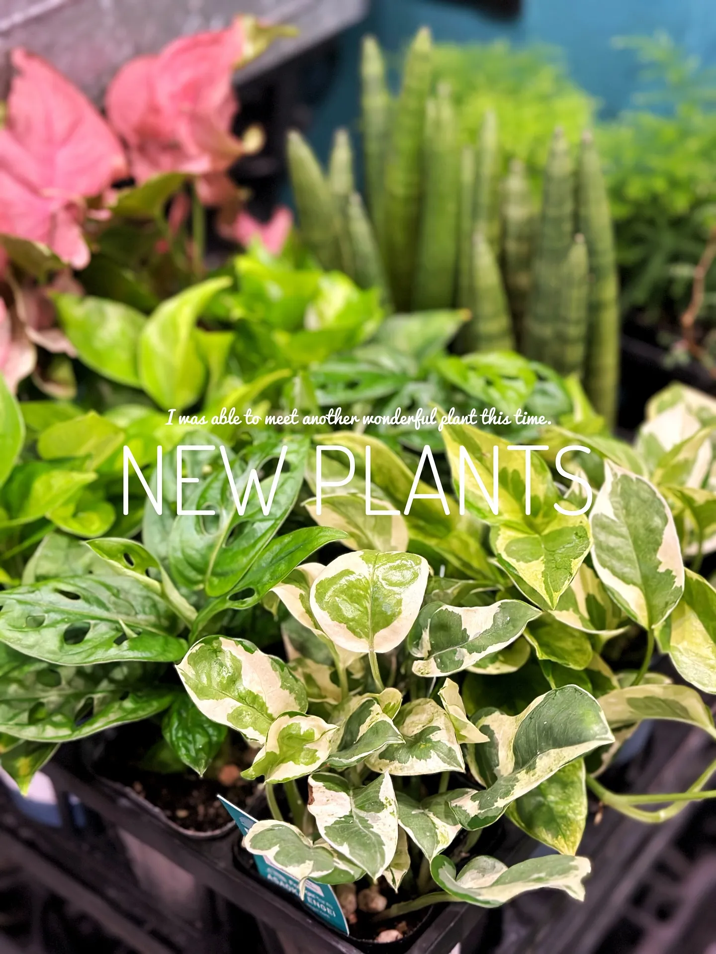 【こだわりの植物達の買い付け完了！植物専門店barrelpl...