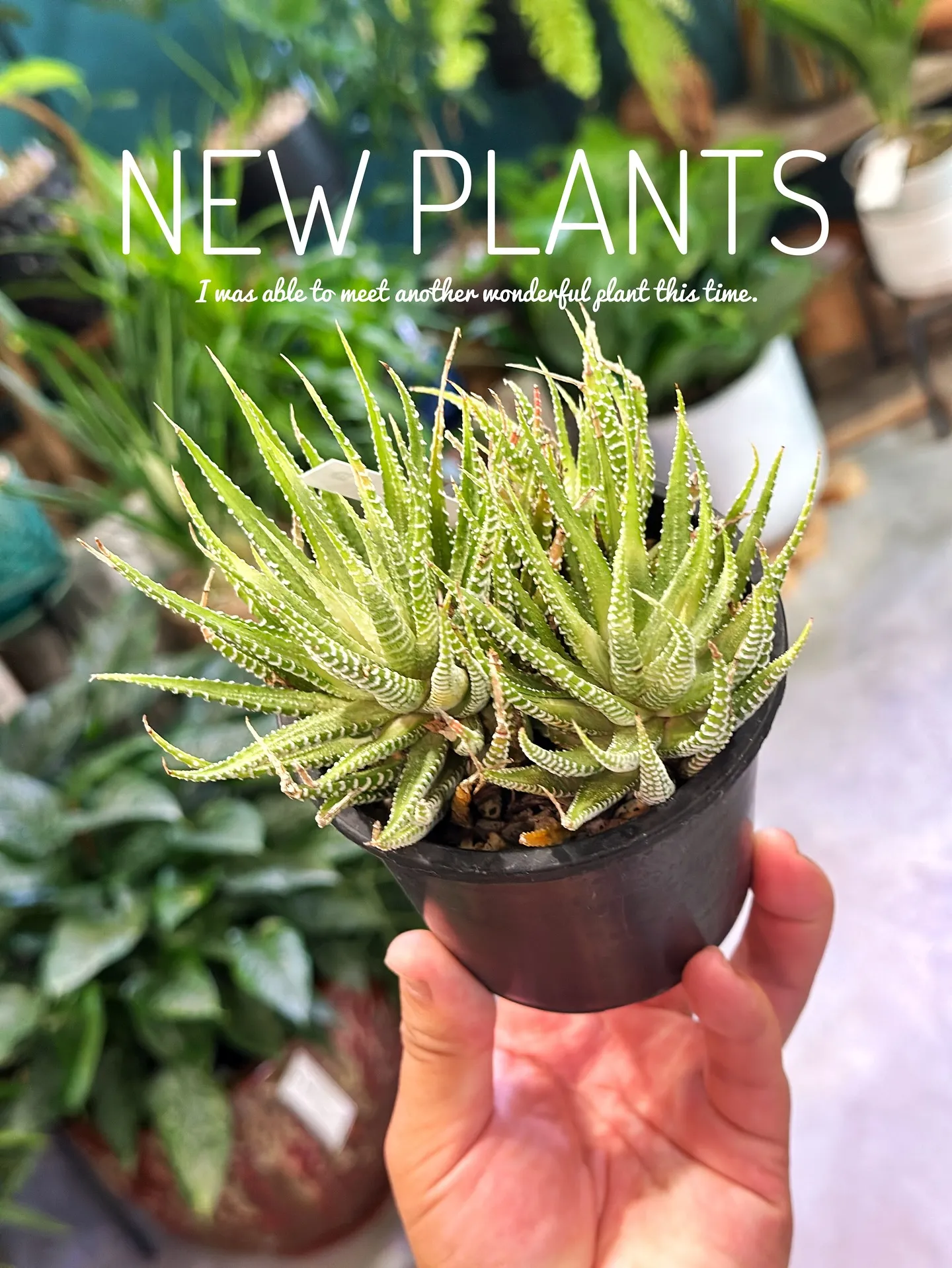 【こだわりの植物達の買い付け完了！植物専門店barrelpl...