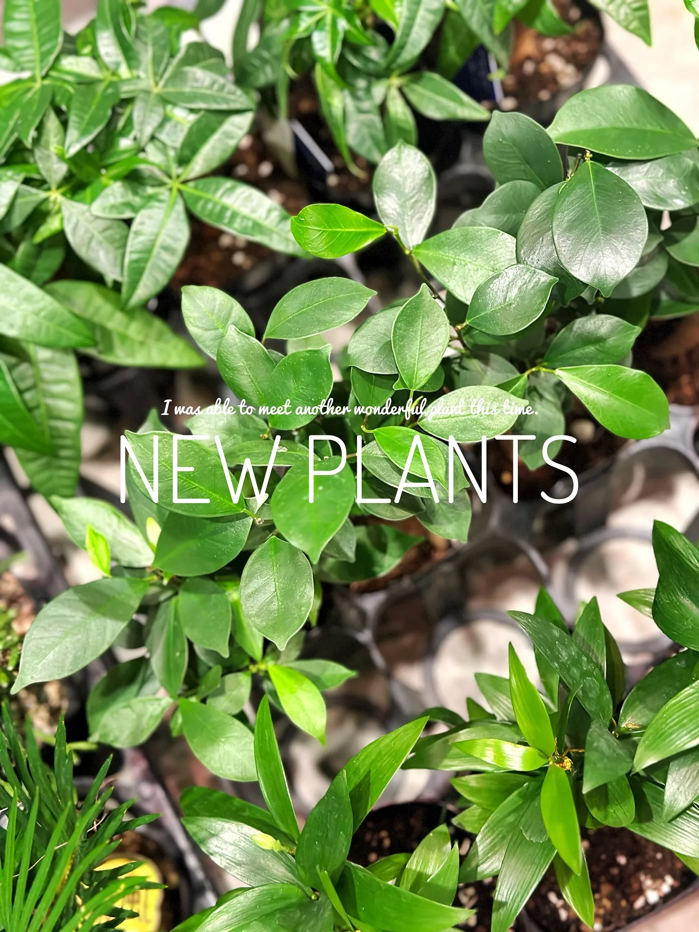 【こだわりの植物達の買い付け完了！植物専門店barrelpl...