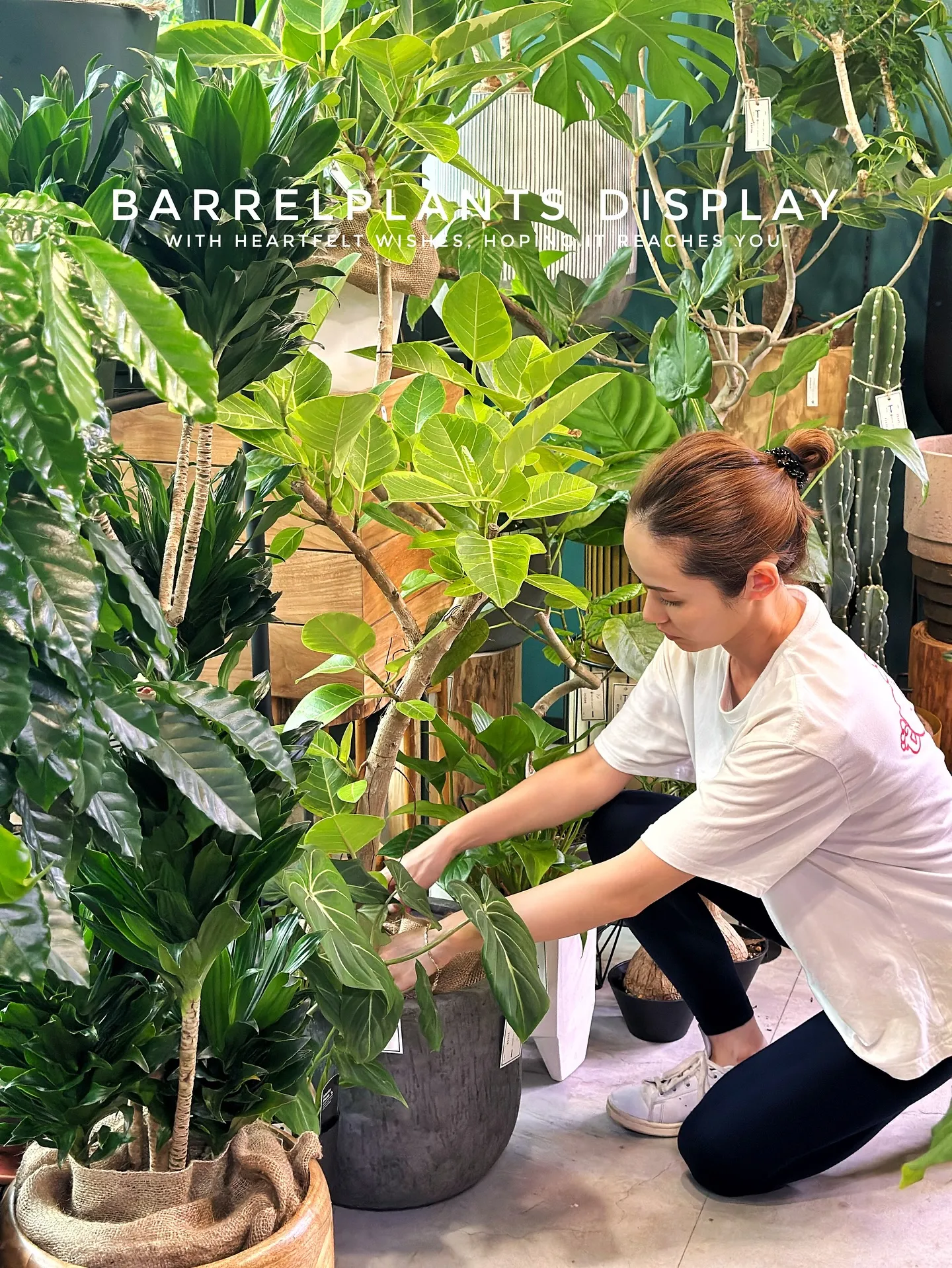 【こだわりの植物達の買い付け完了！植物専門店barrelpl...
