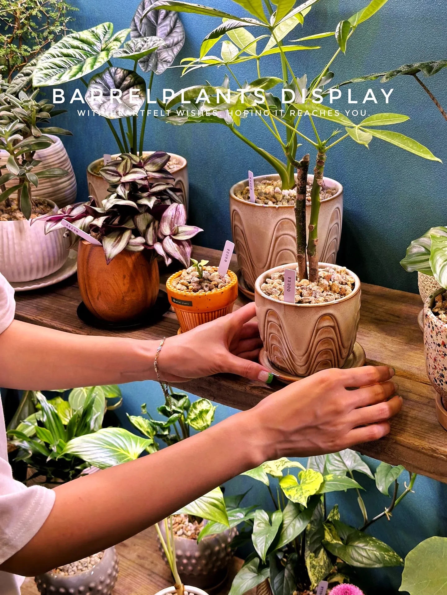 【こだわりの植物達の買い付け完了！植物専門店barrelpl...