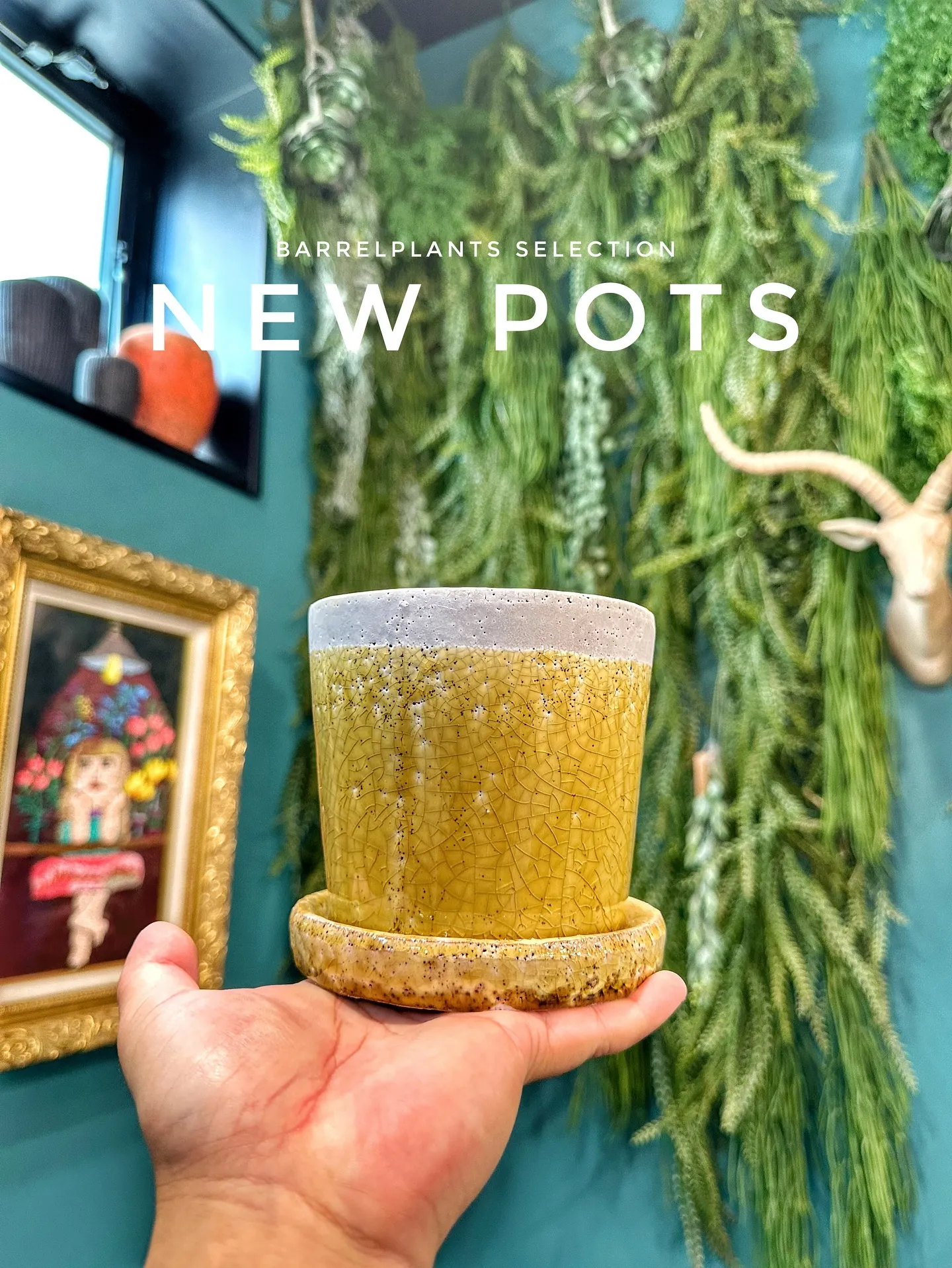 【お客様に笑顔と植物を届けよう♡植物専門店barrelpla...
