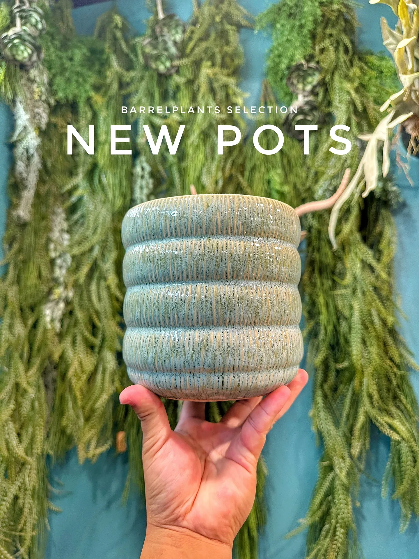 【お客様に笑顔と植物を届けよう♡植物専門店barrelpla...