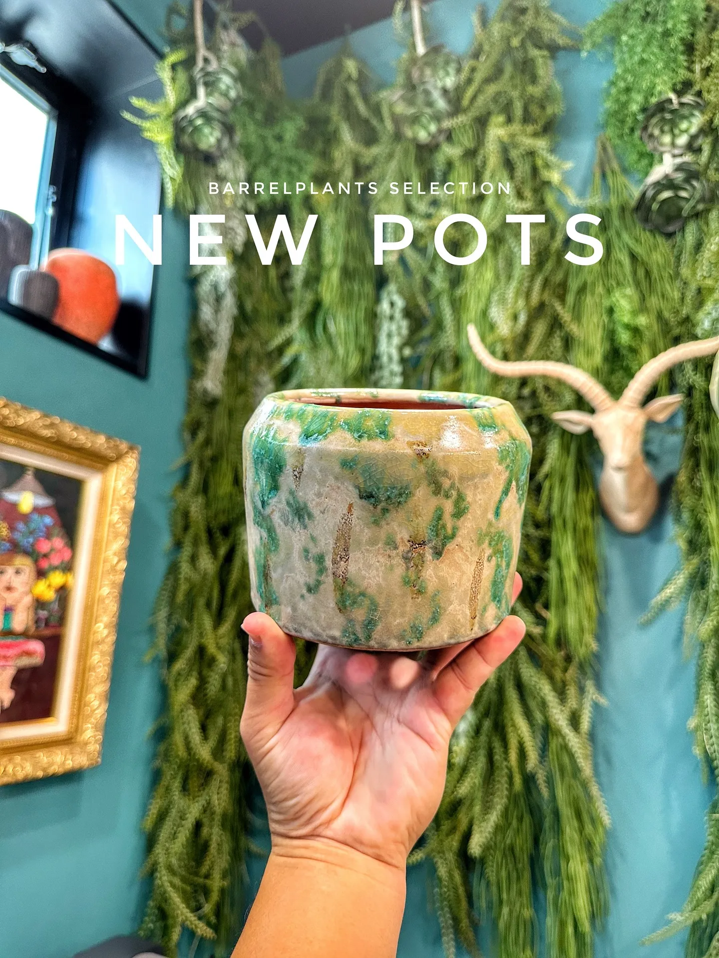 【お客様に笑顔と植物を届けよう♡植物専門店barrelpla...