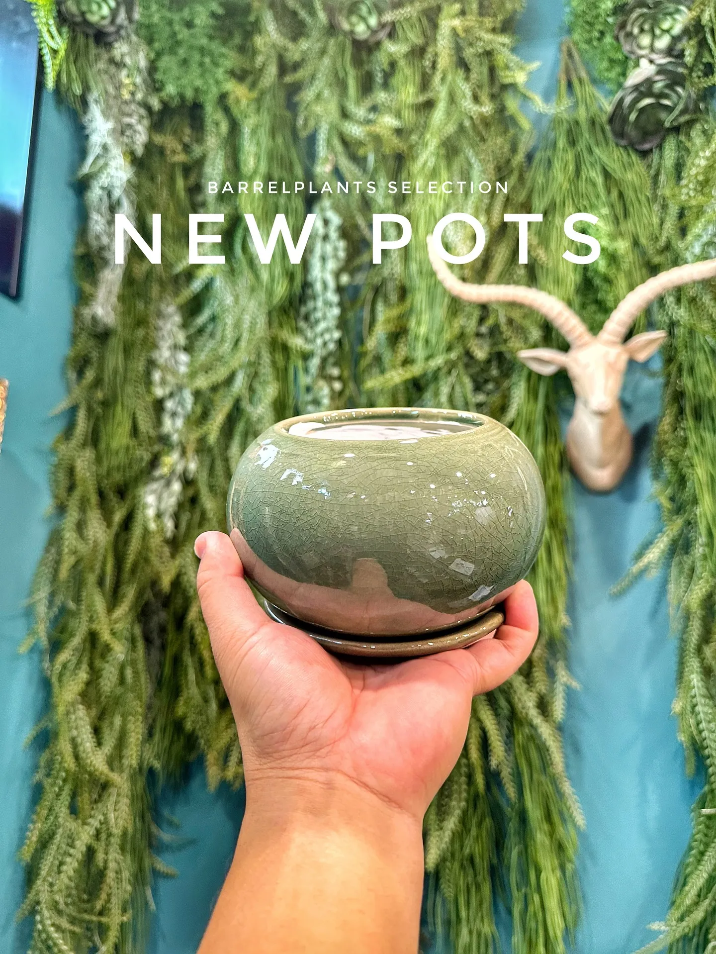 【お客様に笑顔と植物を届けよう♡植物専門店barrelpla...