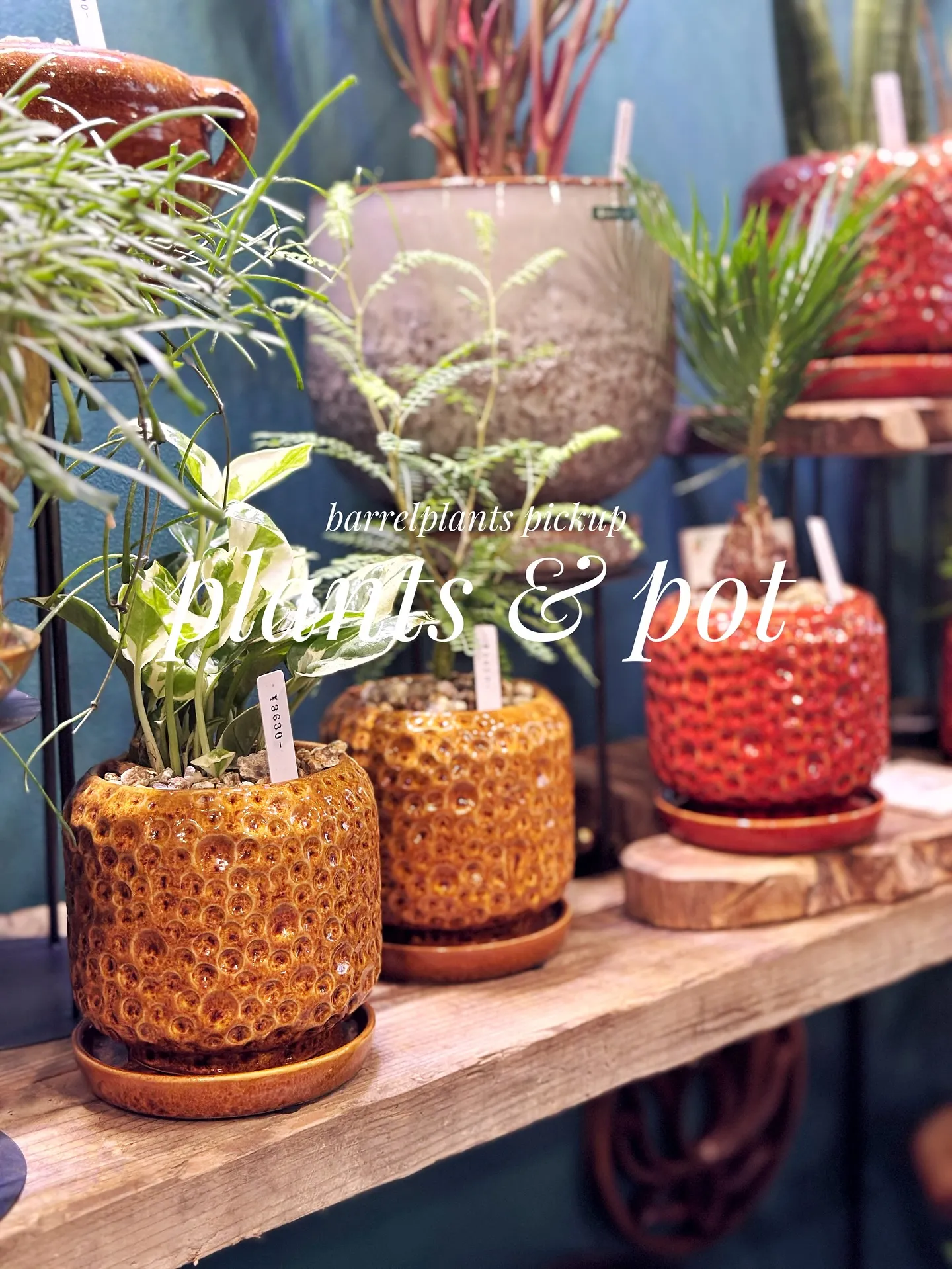 【植物と相性抜群！こだわりの秋冬の新作鉢、入荷してきてます😊...
