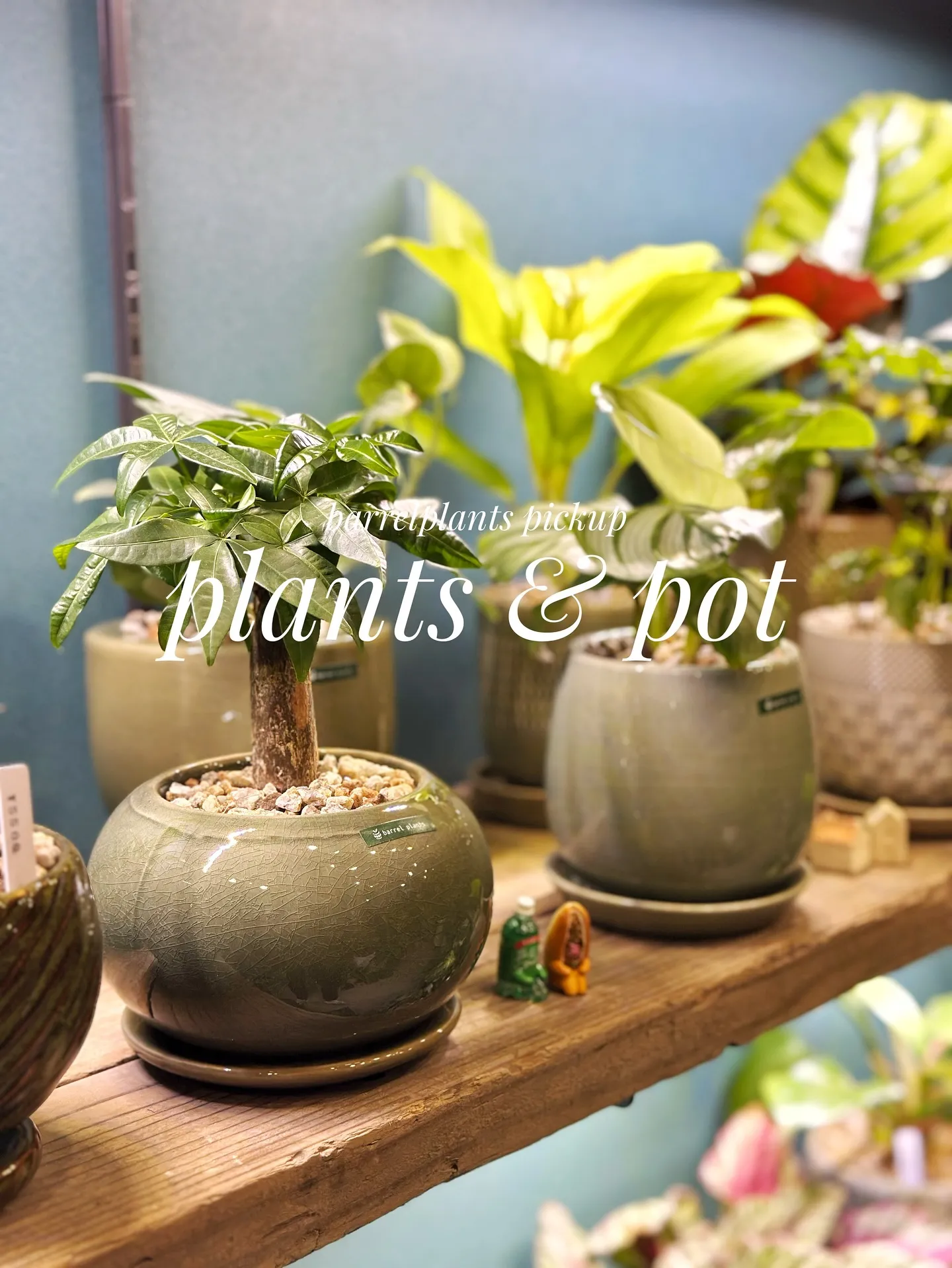 【植物と相性抜群！こだわりの秋冬の新作鉢、入荷してきてます😊...