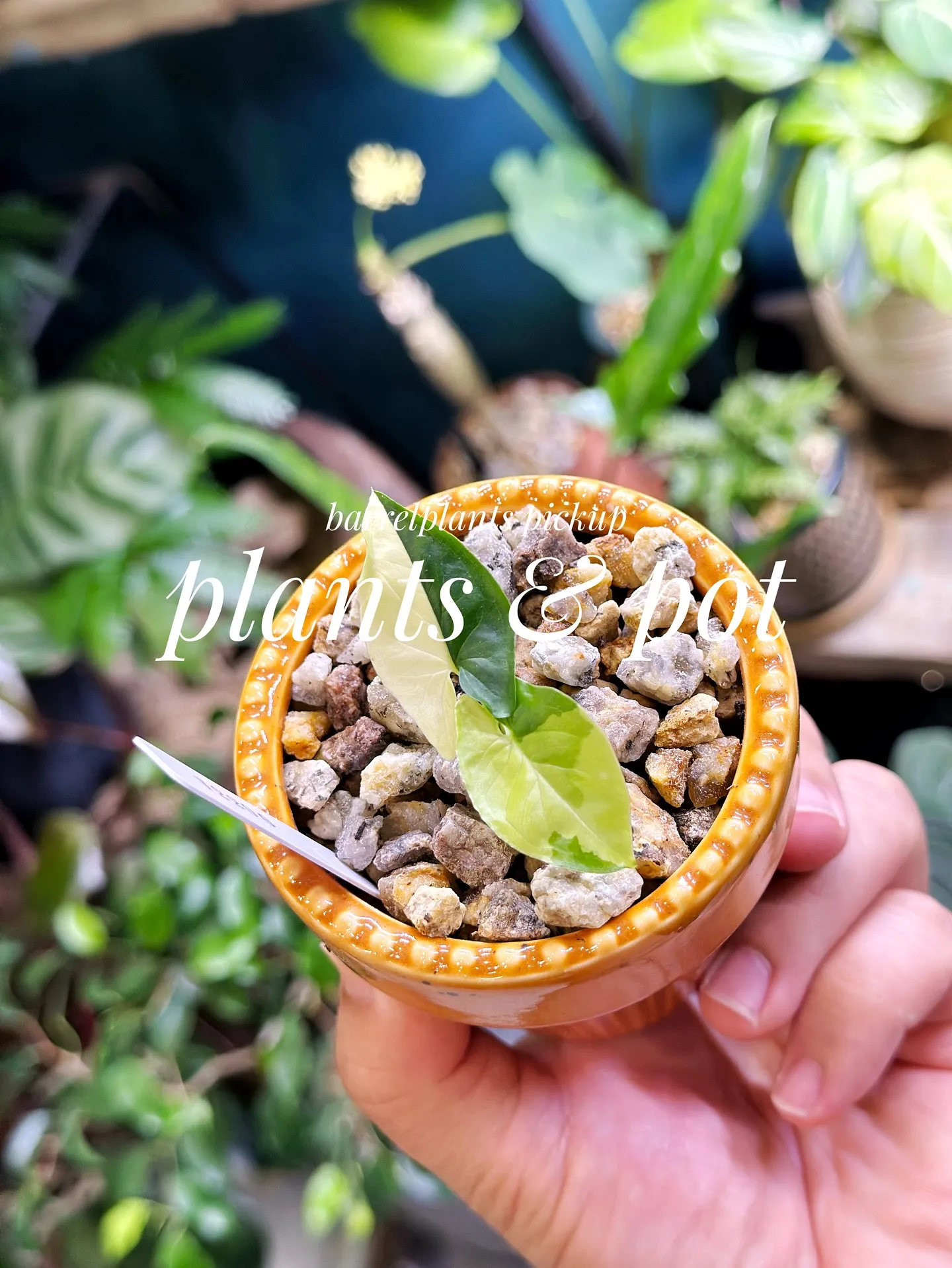 【植物と相性抜群！こだわりの秋冬の新作鉢、入荷してきてます😊...