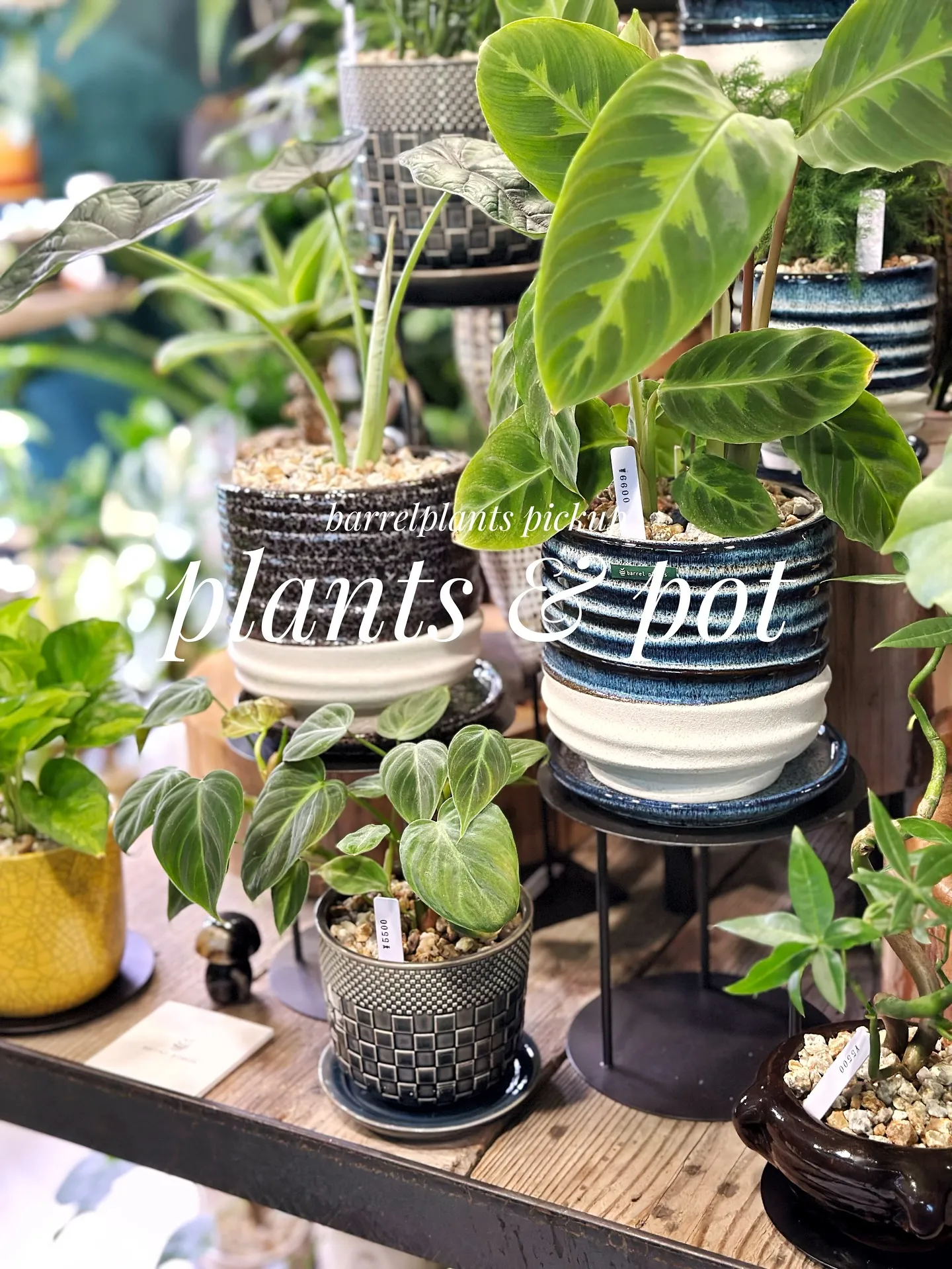 【植物と相性抜群！こだわりの秋冬の新作鉢、入荷してきてます😊...