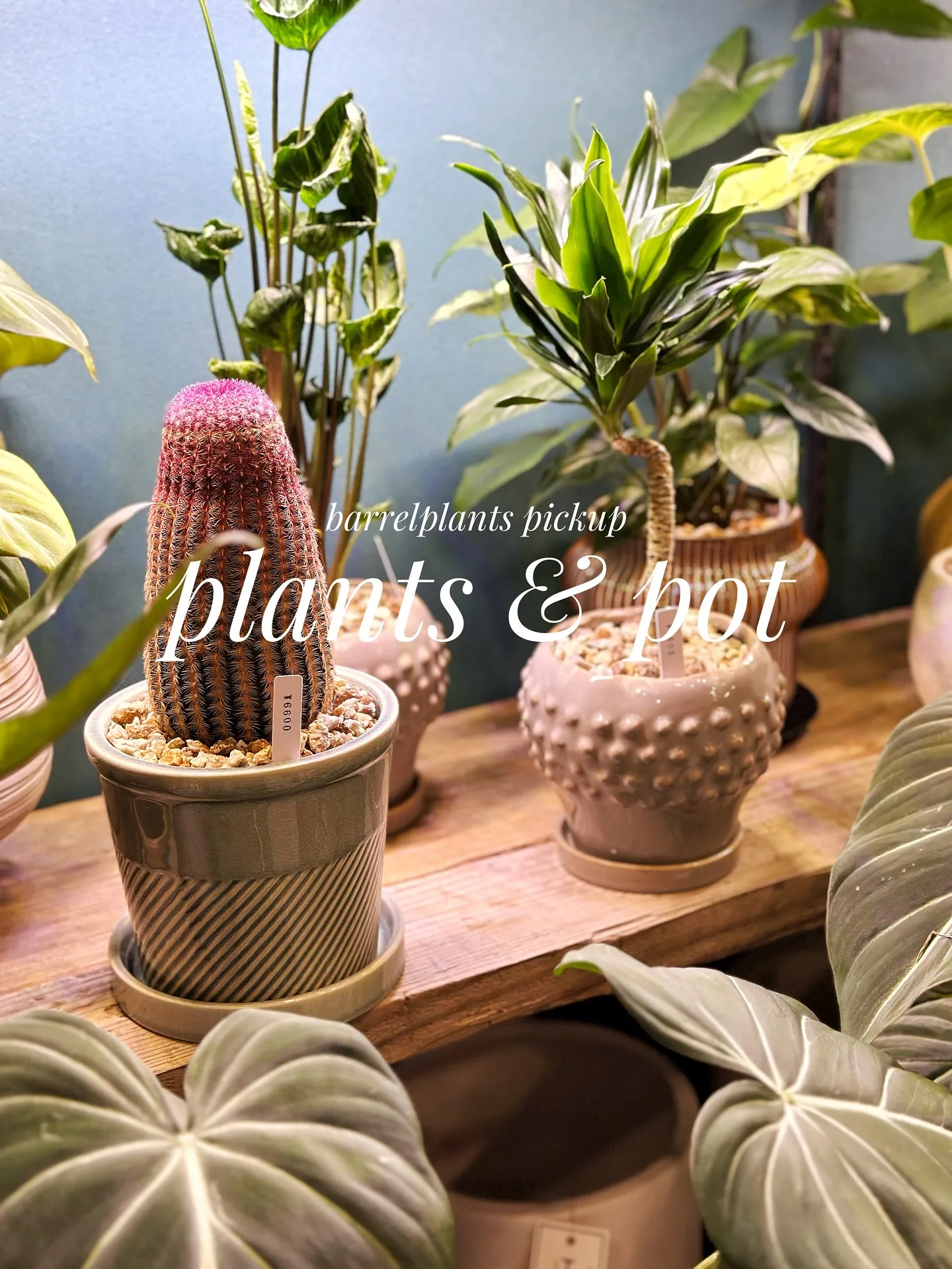 【植物と相性抜群！こだわりの秋冬の新作鉢、入荷してきてます😊...