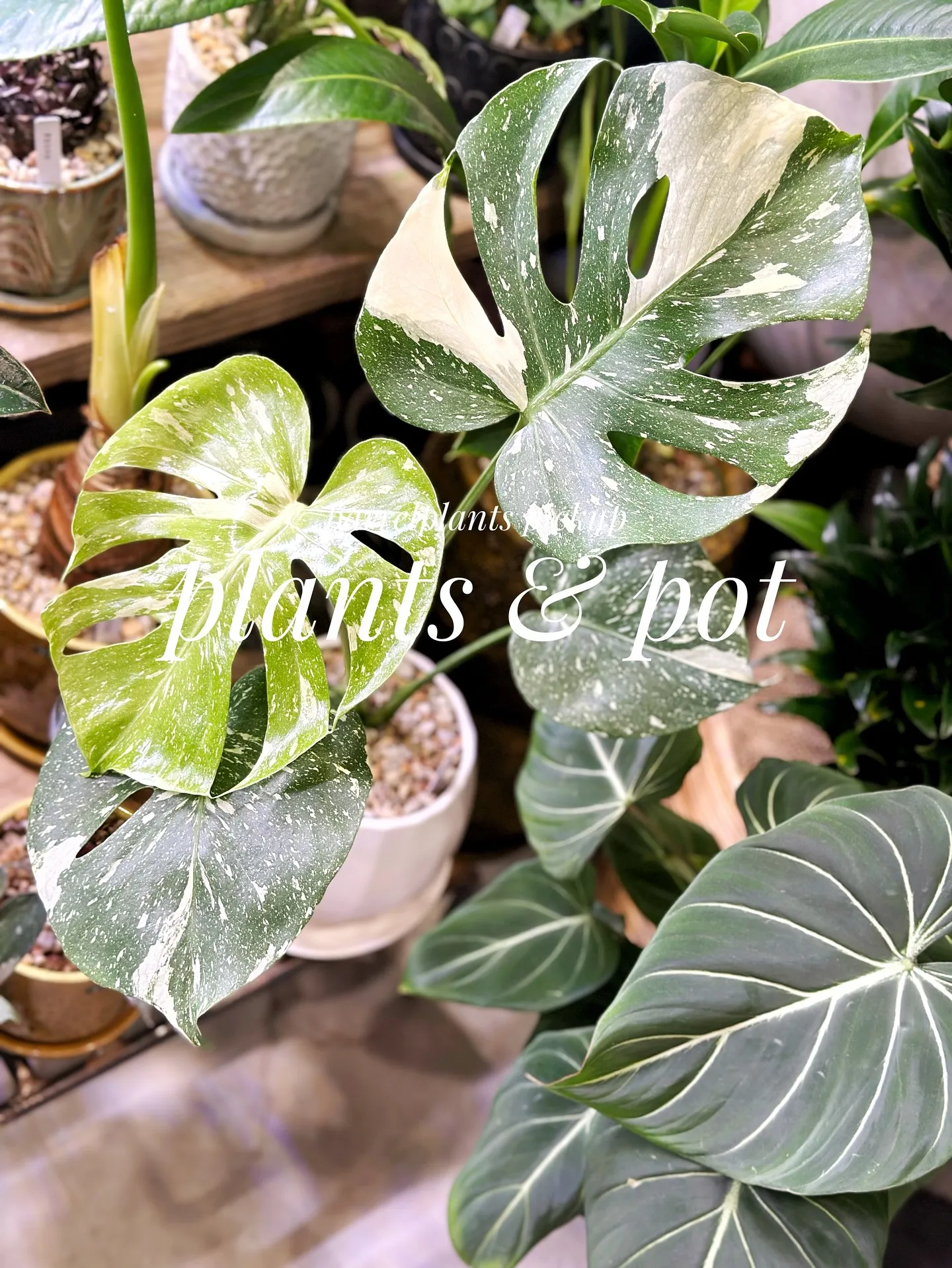 【植物と相性抜群！こだわりの秋冬の新作鉢、入荷してきてます😊...