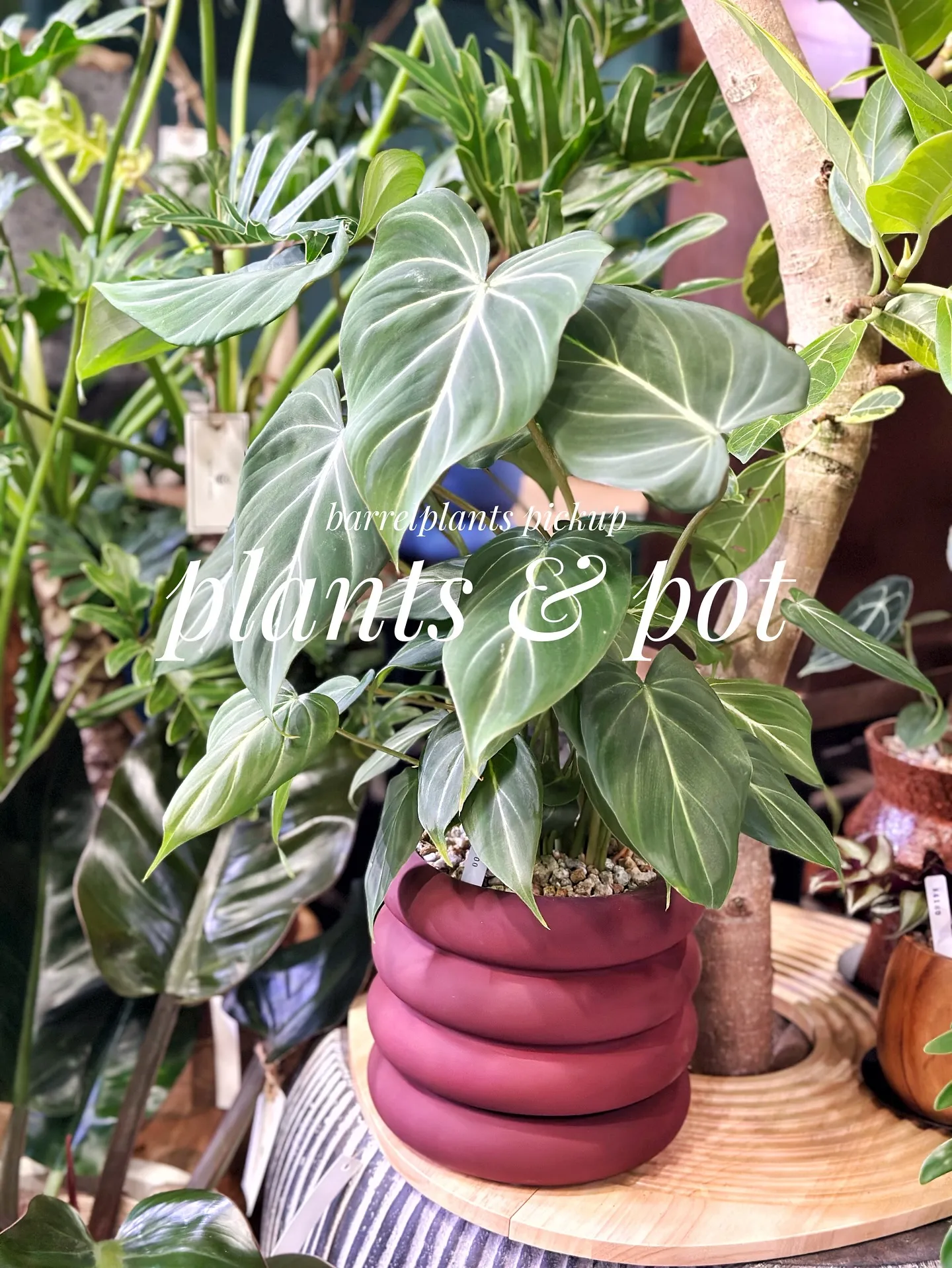 【植物と相性抜群！こだわりの秋冬の新作鉢、入荷してきてます😊...