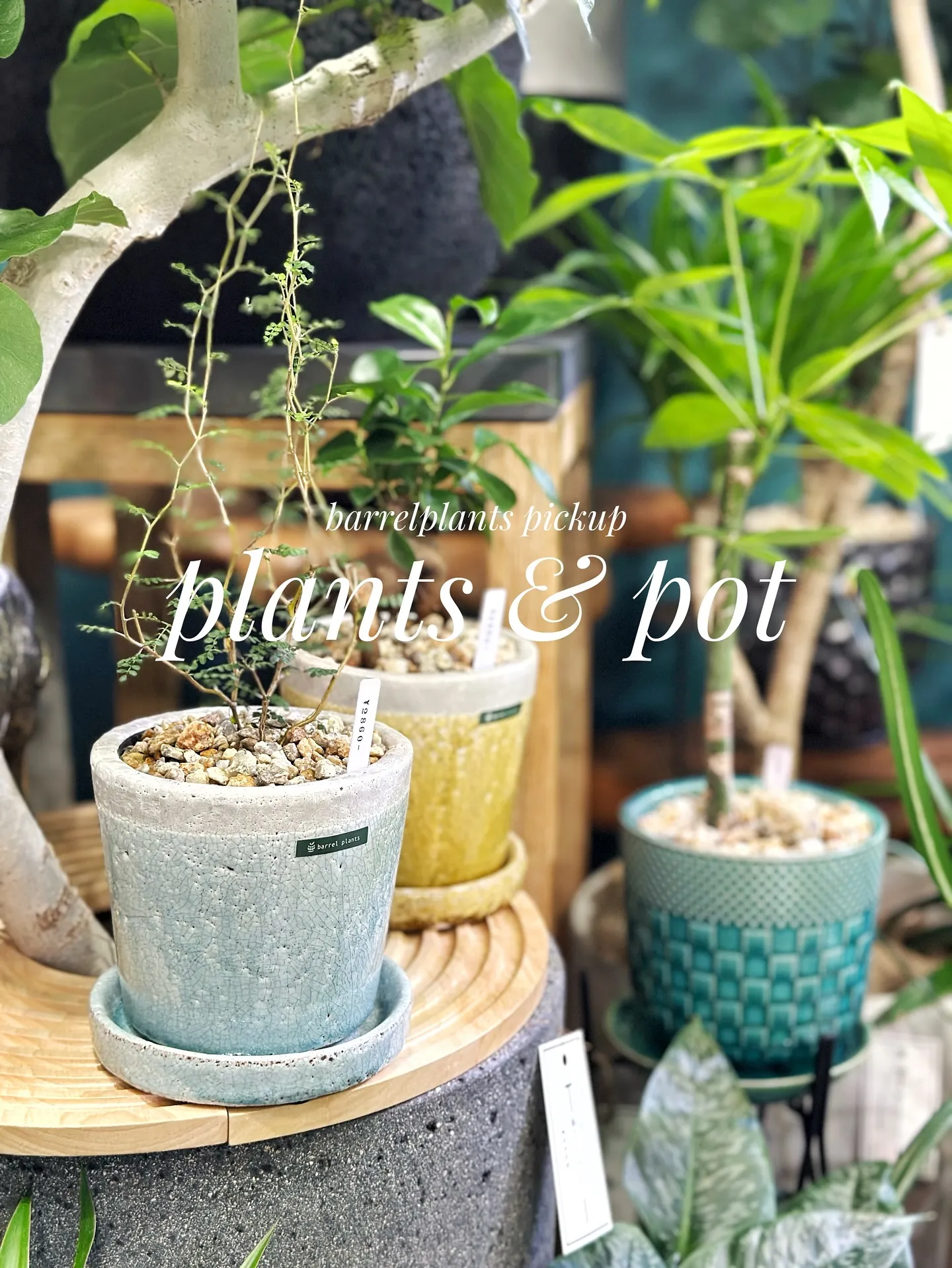 【植物と相性抜群！こだわりの秋冬の新作鉢、入荷してきてます😊...