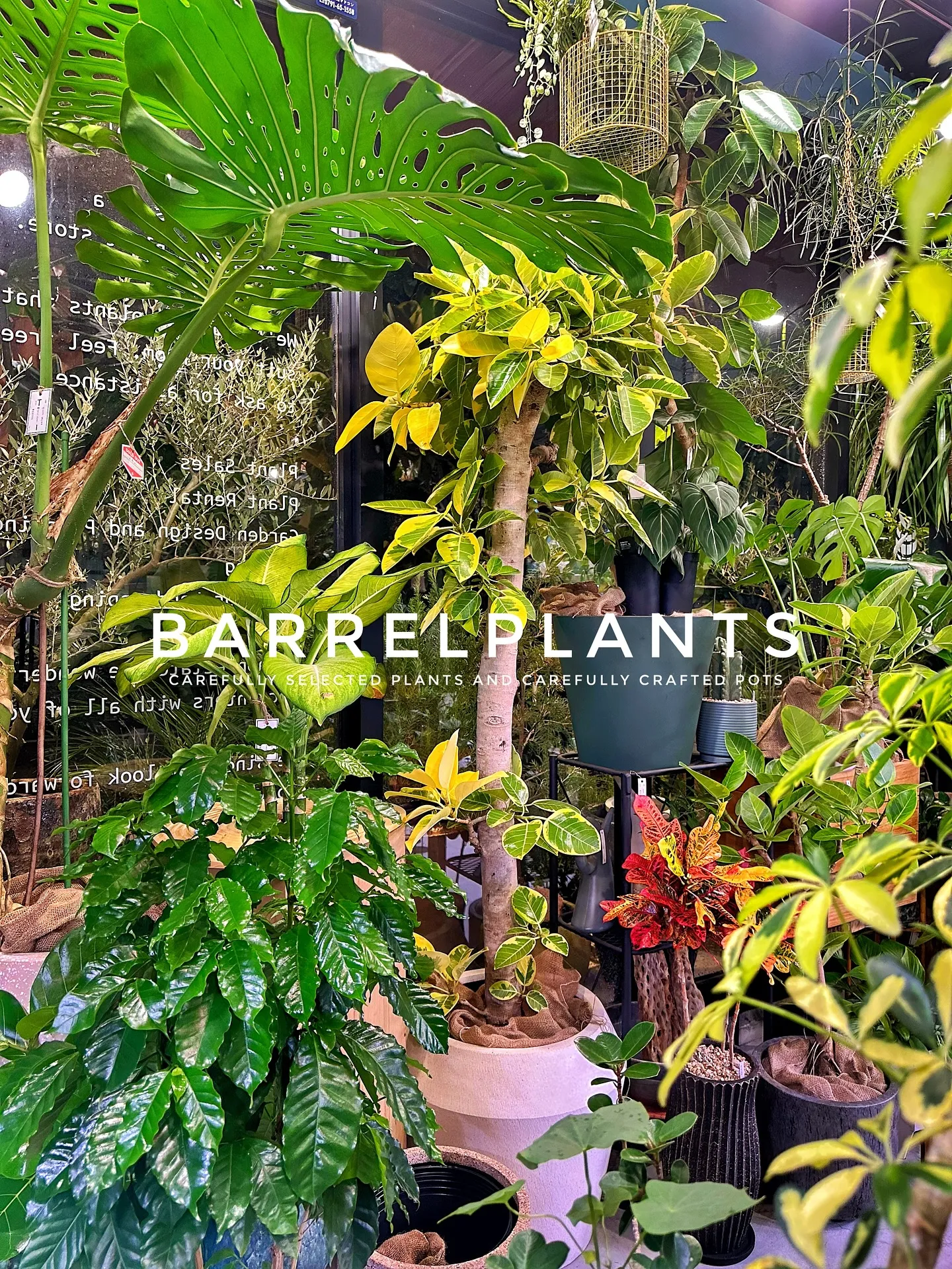 【こだわりの植物と鉢のお店、植物専門店バーレルプランツ】