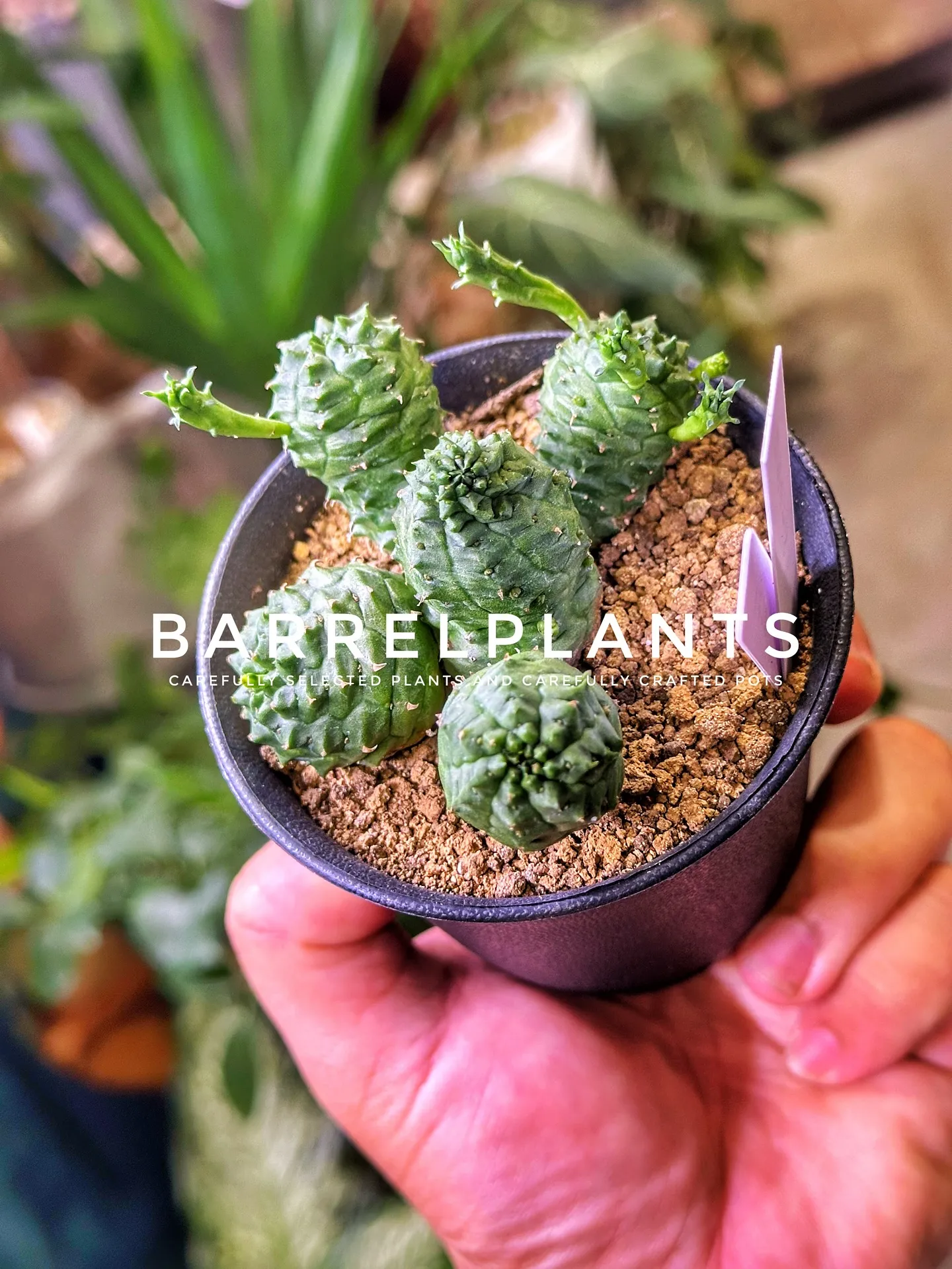 【こだわりの植物と鉢のお店、植物専門店バーレルプランツ】