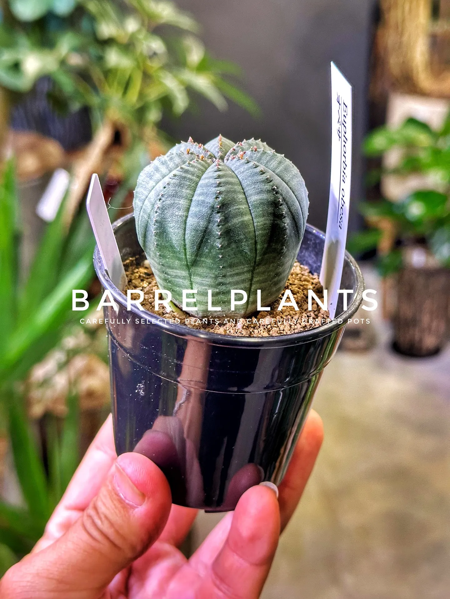 【こだわりの植物と鉢のお店、植物専門店バーレルプランツ】