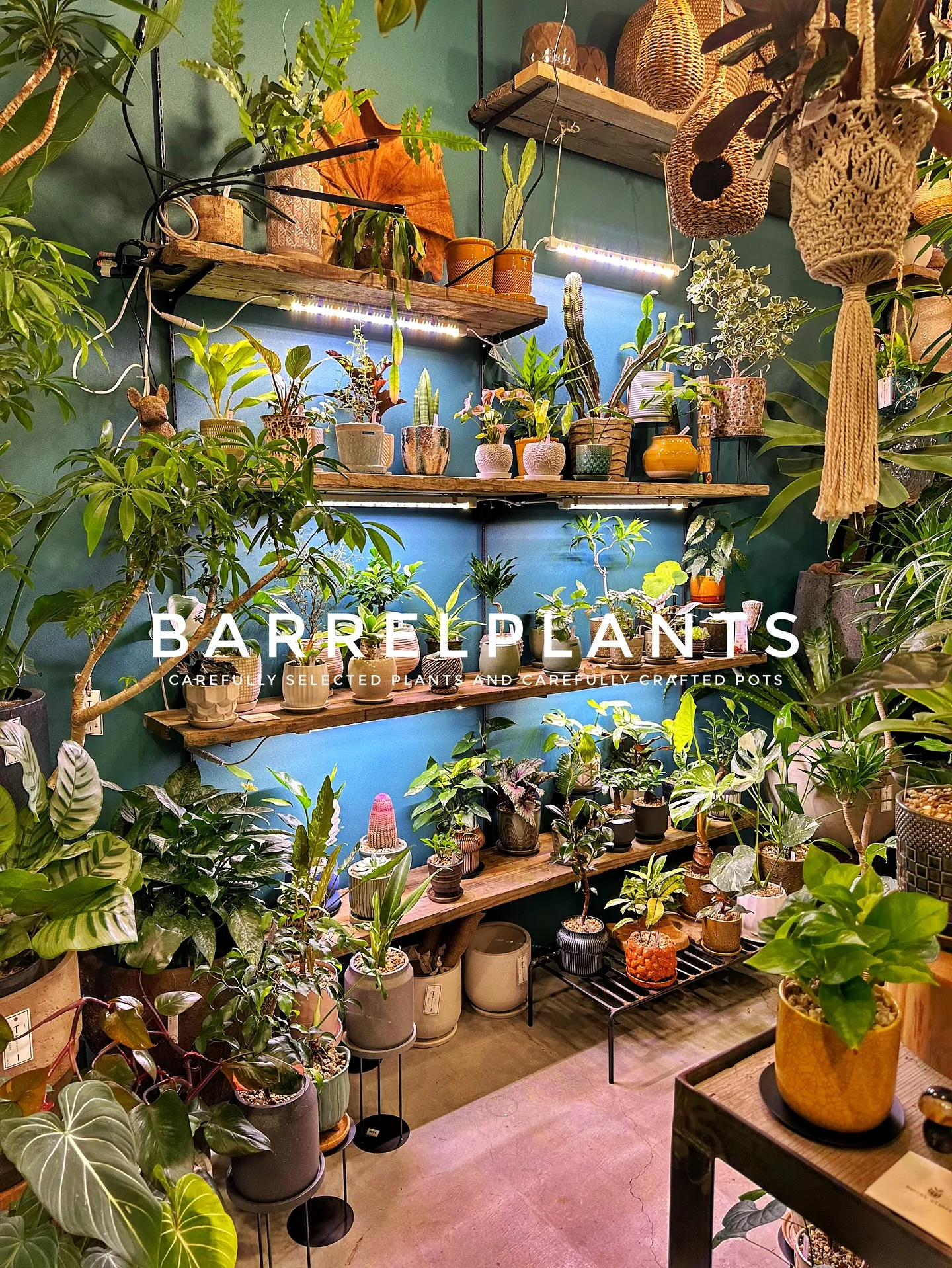 【こだわりの植物と鉢のお店、植物専門店バーレルプランツ】