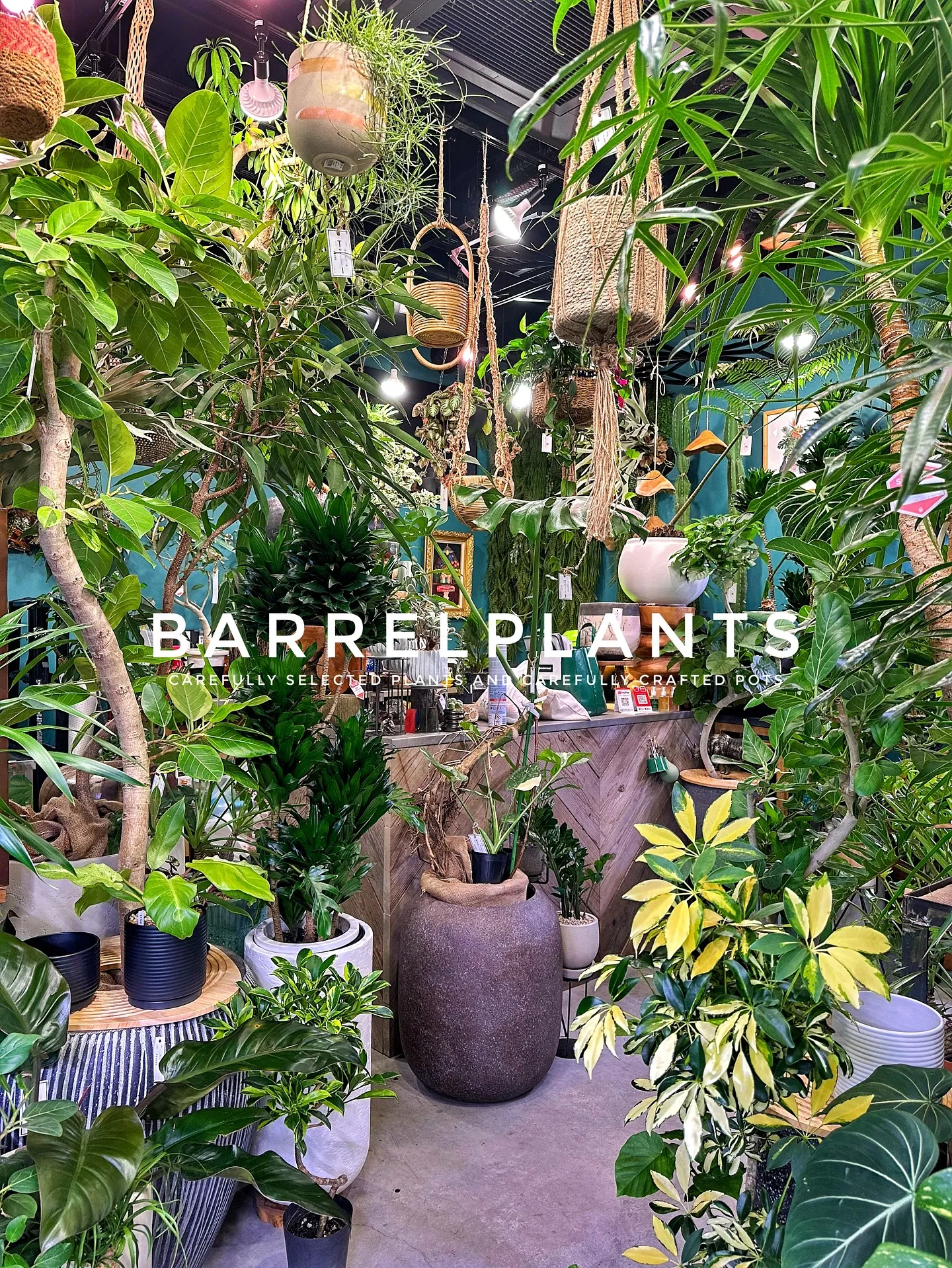 【こだわりの植物と鉢のお店、植物専門店バーレルプランツ】