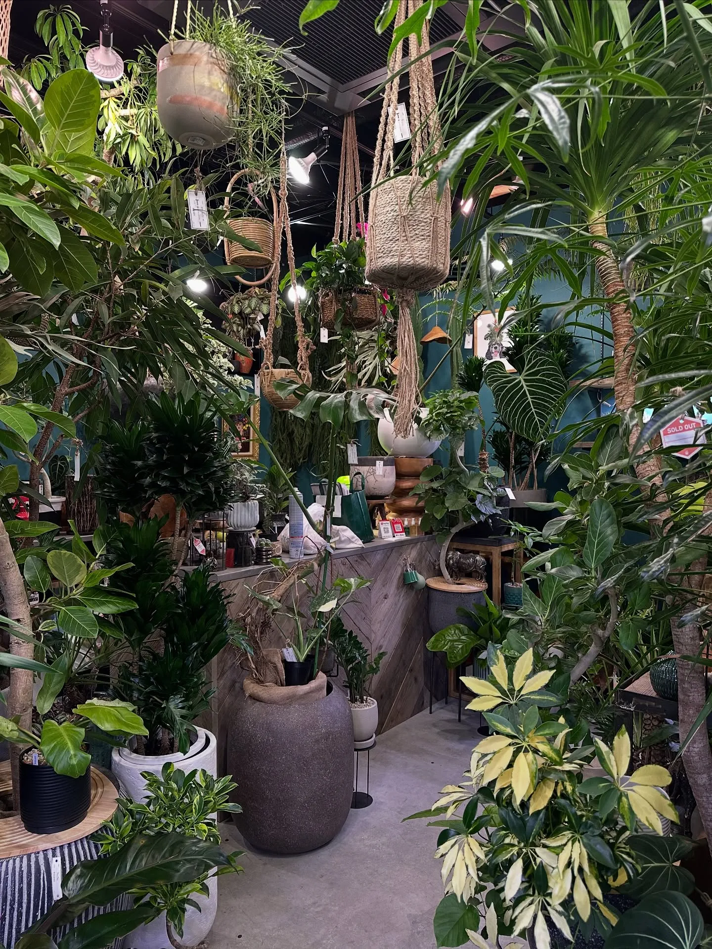 【こだわりの植物と鉢のお店、植物専門店バーレルプランツ】