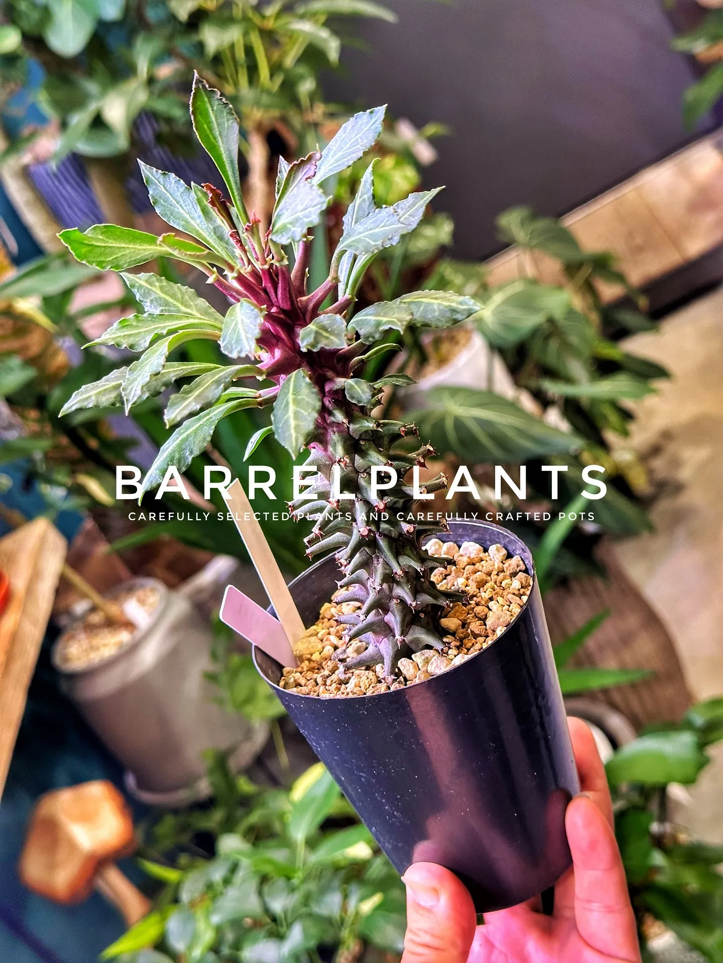 【こだわりの植物と鉢のお店、植物専門店バーレルプランツ】