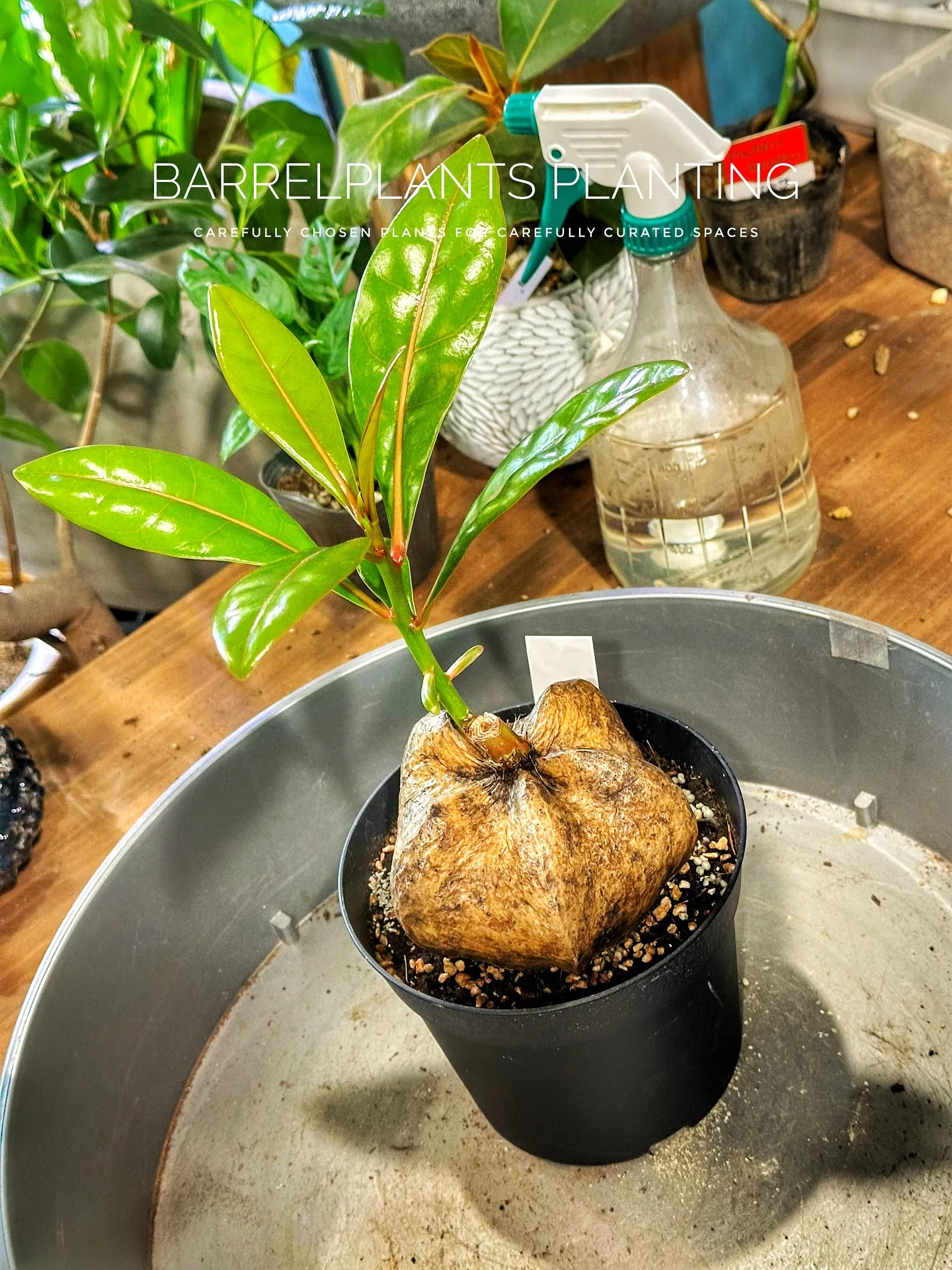 【魅力的な植物みーつけた！バーリングトニアアシアティカちゃん...
