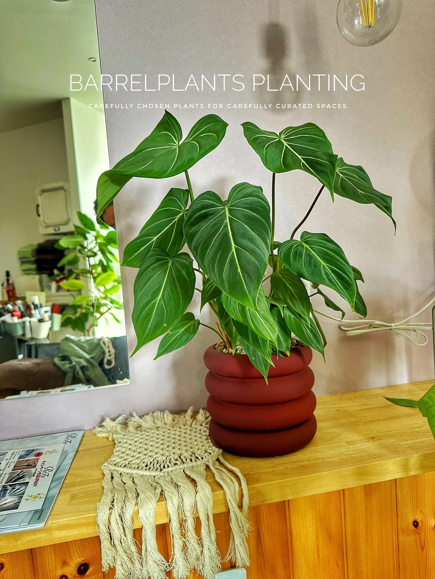 【魅力的な植物みーつけた！バーリングトニアアシアティカちゃん...