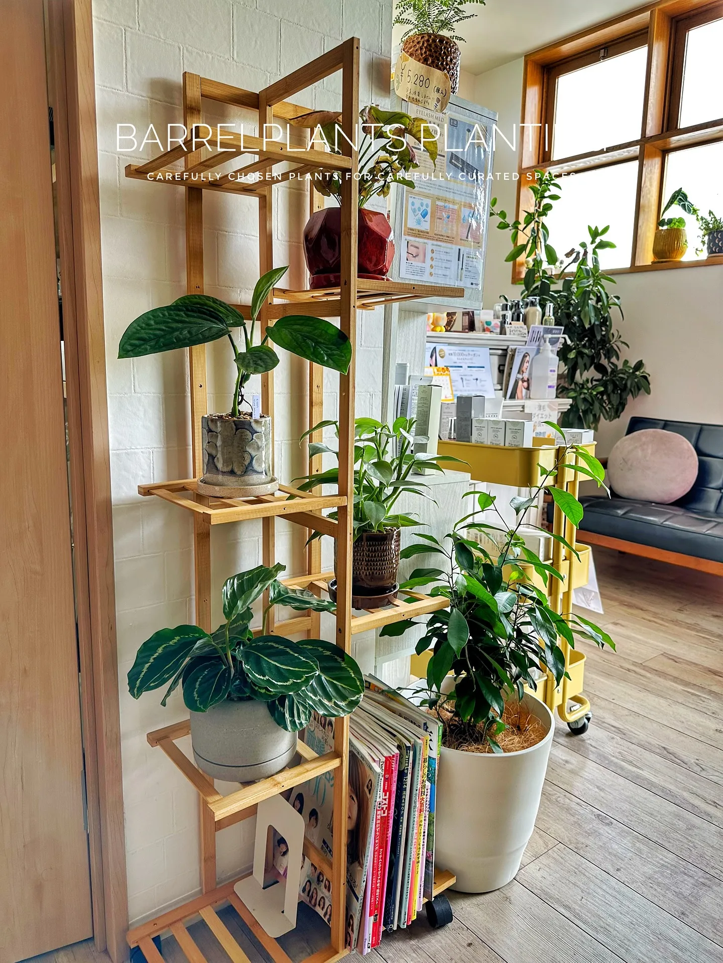 【魅力的な植物みーつけた！バーリングトニアアシアティカちゃん...