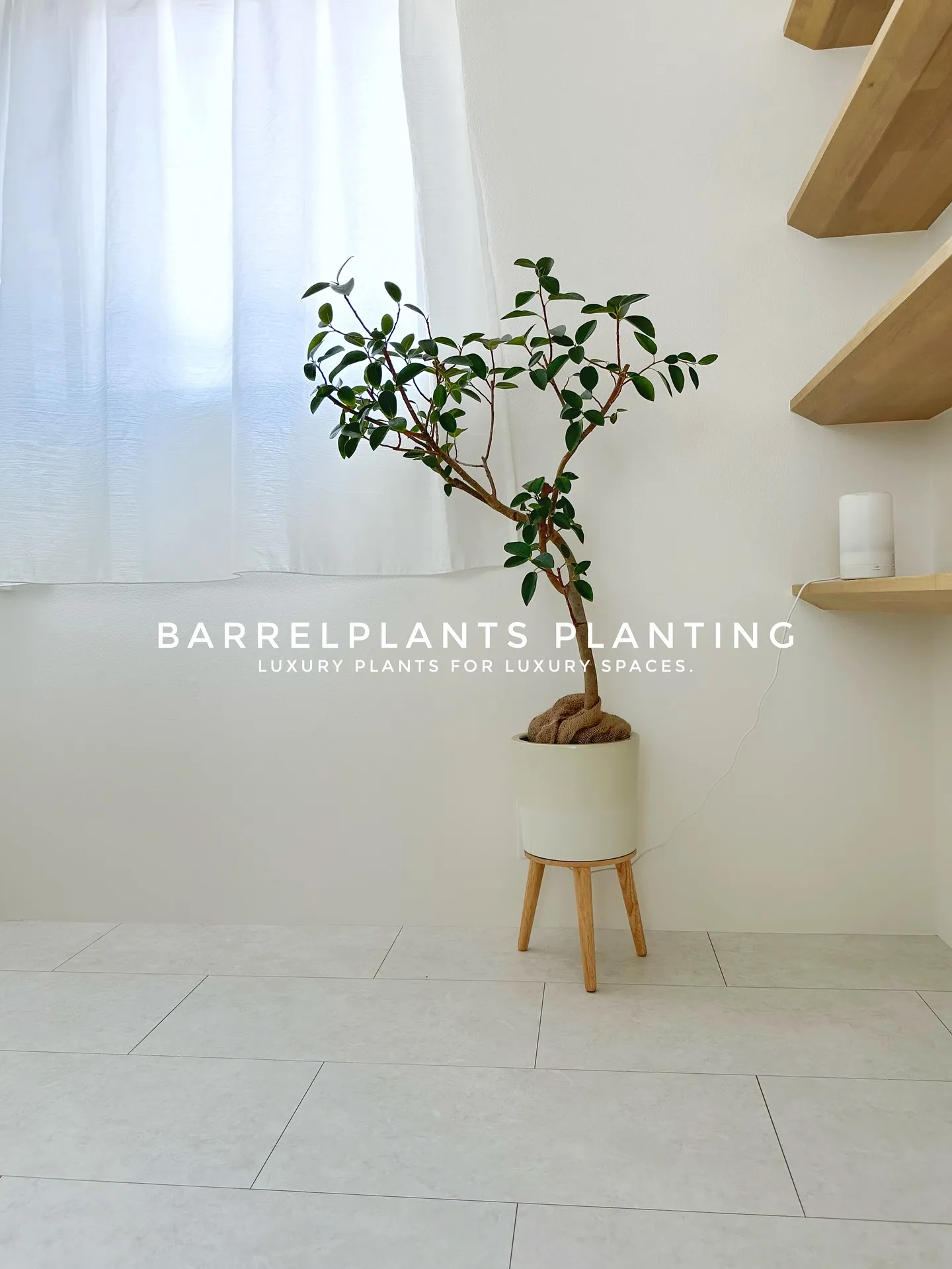 【こだわりの空間にこだわりの植物を。